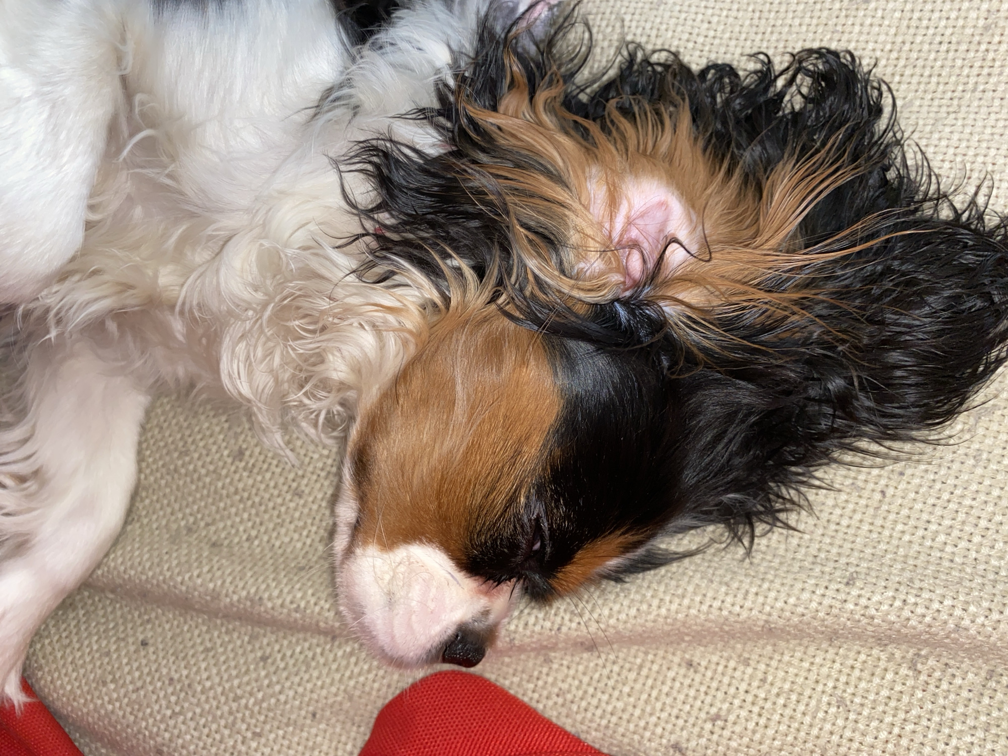 A Cavalier King Charles Spaniel is resting on a textured, beige surface. The dog has a tri-color coat: white on its chest and forelegs, brown on one side of its face, and black on the other side and ears. The dog's eyes are closed, and its face is close to a red object at the bottom of the frame. The image does not contain information about the location of the city of Votkinsk, Russia.
