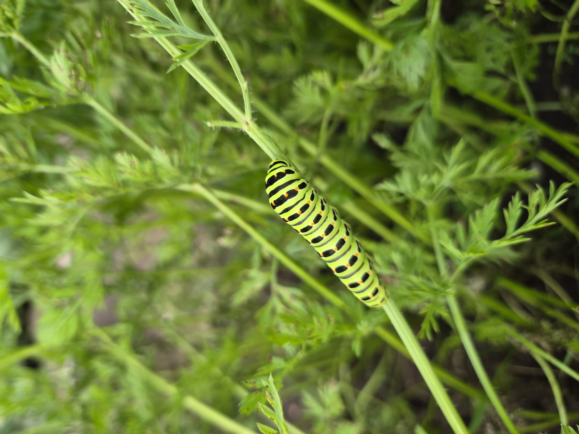 A black swallowtail caterpillar is shown perched on a green plant stem, amidst a field of green foliage. The caterpillar is segmented and features vibrant green bands with black outlines and orange dots. The background is blurred, emphasizing the subject. There is no indication of the city of Balyaga, Russia in the image.