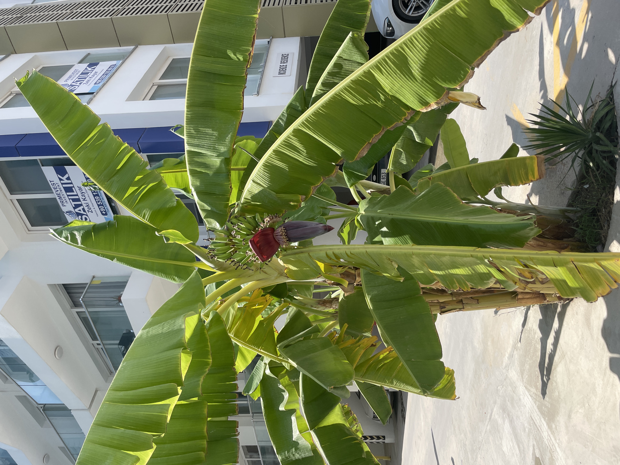 A mature banana plant with developing fruit and a large purple banana flower is situated in an outdoor paved area, likely a courtyard or walkway, in front of a modern multi-story building. The building has white and blue facade elements, balconies with glass railings, and windows. Two signs indicating "PRİMEVEST INVESTMENT SATILIK" and "MCKENZİE RESİDENCE" are visible on the building's exterior. A white car is parked to the right of the frame, partially obscured by the banana plant's leaves. The ground is paved with light-colored concrete, marked with yellow lines, and there is some sparse vegetation at the base of the banana plant. The lighting suggests a sunny day, casting shadows on the ground. The scene appears to be in a residential or commercial area within Trikomo, Northern Cyprus / Cyprus.