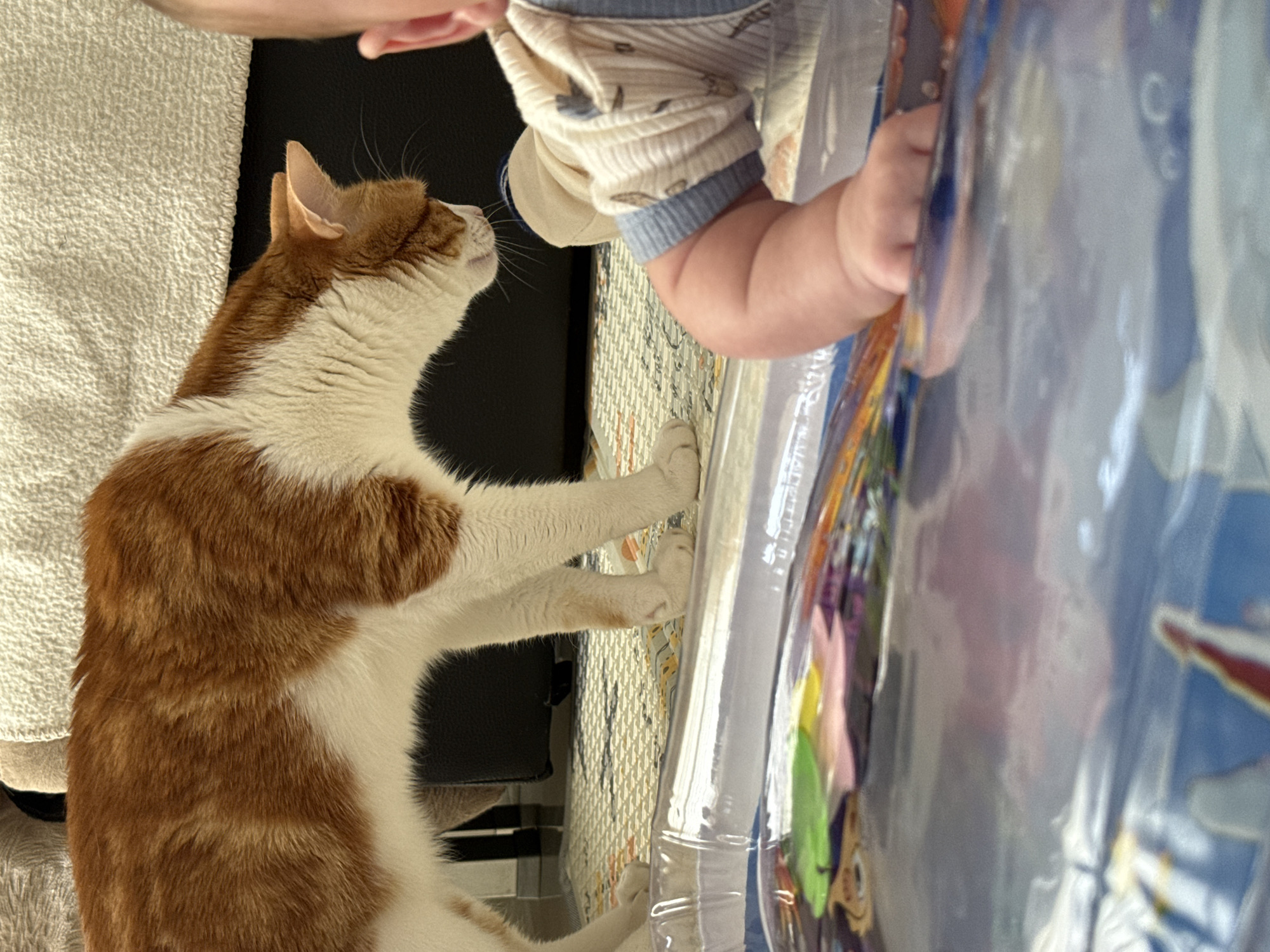 An orange and white cat reaches its paws toward a baby's arm and hand holding a colorful, plastic-wrapped object. The background includes a white towel, a dark-colored object, and a patterned surface. The city of Bar, Montenegro, is not discernible in this image.