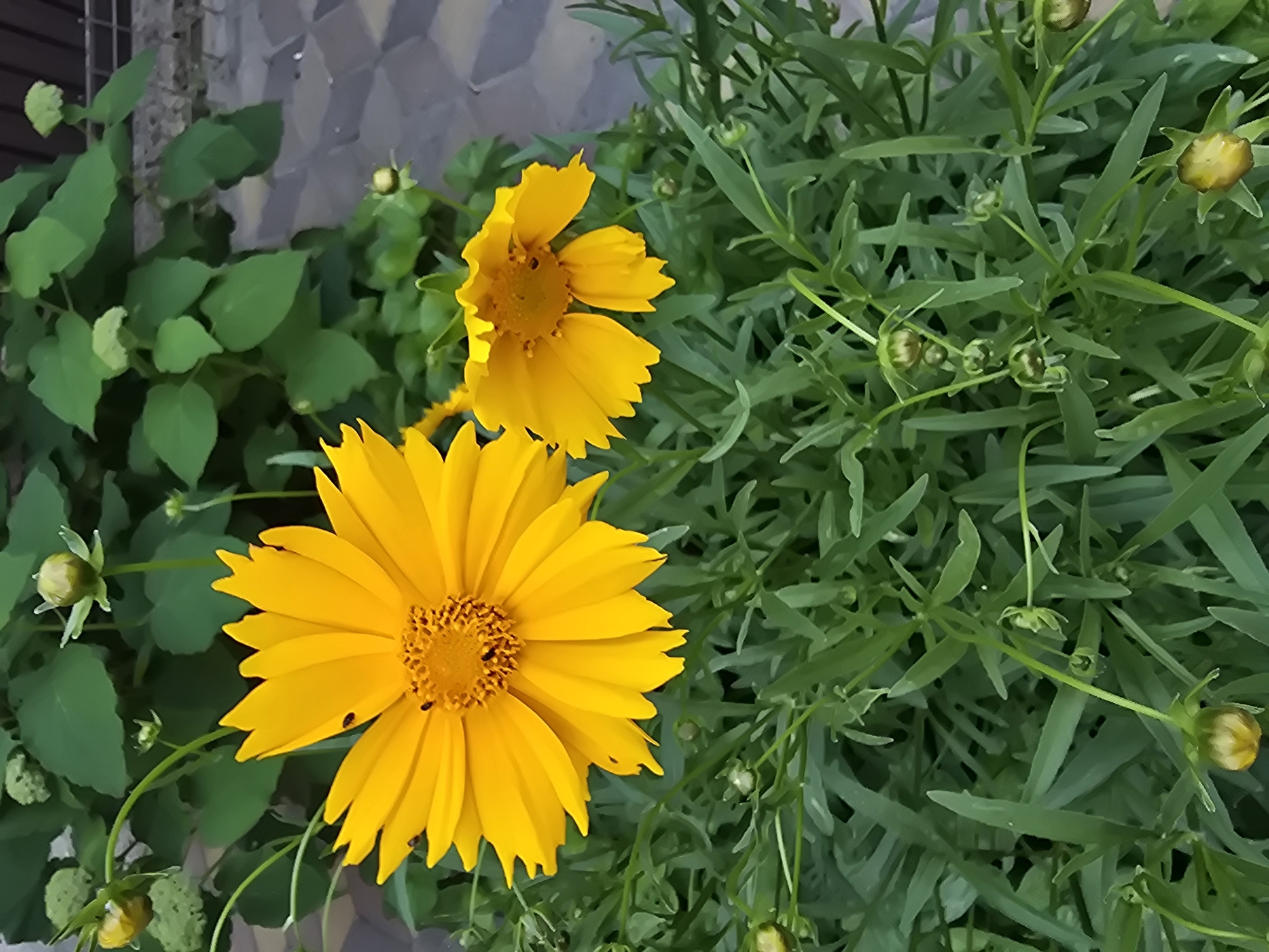 In Sofiivska Borshchahivka, Ukraine, a close-up outdoor shot features two vibrant yellow flowers with dark centers. The larger flower, positioned in the foreground and slightly left of center, has numerous pointed petals radiating outwards, with small black insects visible on its surface. To its right and slightly behind, a second, smaller yellow flower is captured, its petals also fanned out. Both flowers are surrounded by a lush bed of green foliage, characterized by long, slender leaves and several closed buds. In the background, a dense cluster of larger green leaves forms a leafy canopy, partially obscuring a paved area with a gray and beige patterned surface and a dark fence. The lighting suggests it is daytime, with soft illumination highlighting the textures of the petals and leaves.