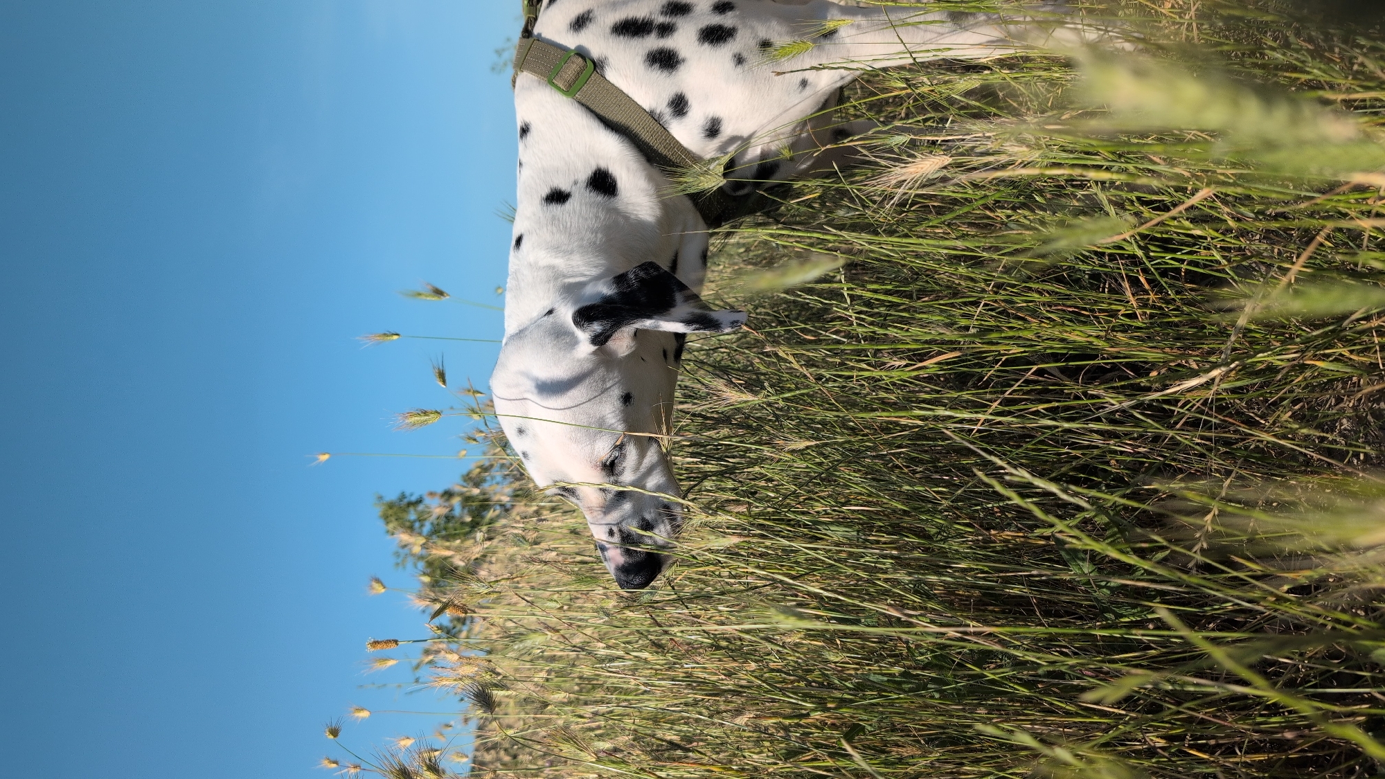 A Dalmatian dog with black spots on a white coat is seen in profile, sniffing the tall grass in a field under a clear blue sky. The dog is wearing a green harness. The grass is green and brown, with some stalks extending above the dog's head. In the background, there are trees and a hill.