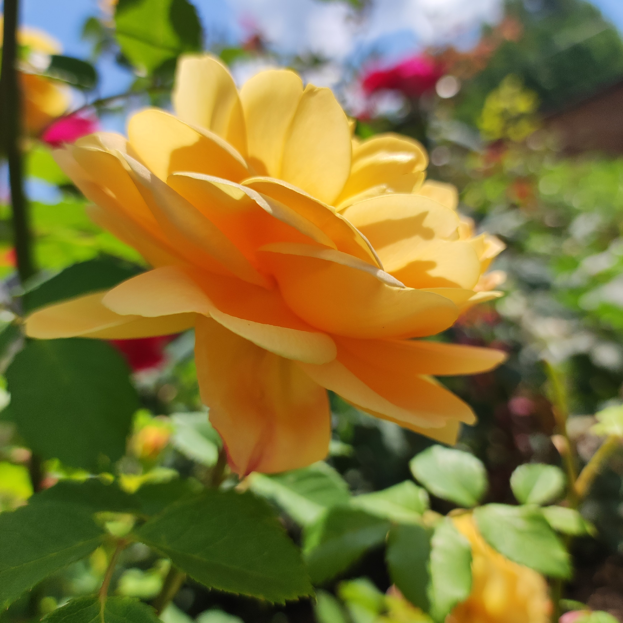 The image shows a close-up, side-view of a yellow rose in bloom, with its petals layered and slightly unfurled. The background is softly blurred, featuring green foliage, hints of pink flowers, and a bright blue sky with white clouds. The lighting suggests a sunny day, casting shadows on the rose petals. The image does not contain any information about the city of Navoloki, Russia, nor does it depict any people, actions, or interactions. The scene is solely focused on the natural beauty of the rose and its garden environment.