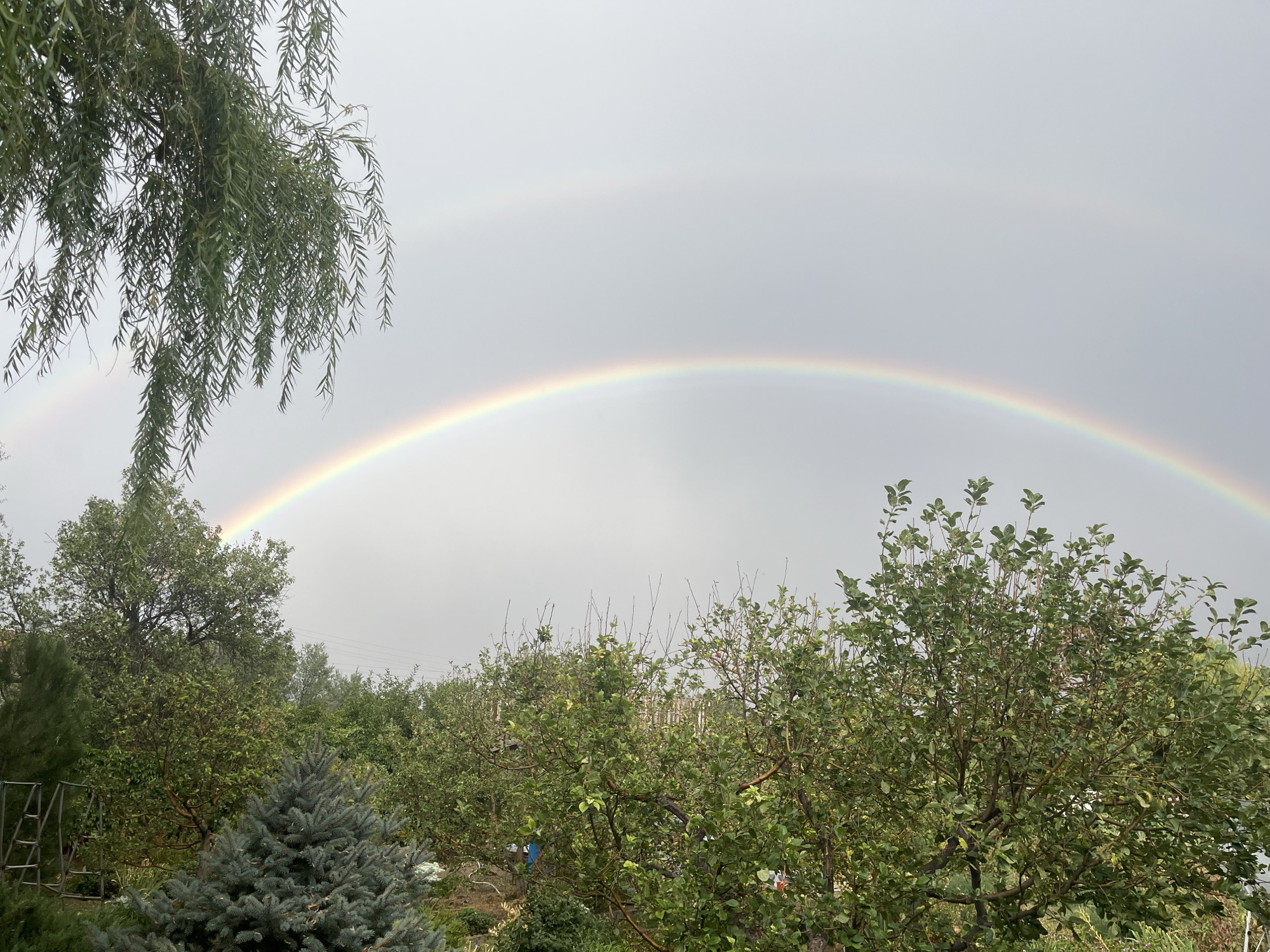 The image depicts a double rainbow arching across a cloudy sky over a garden or park area in Zarechnoye, Kazakhstan. Lush green trees and foliage dominate the foreground and midground, with a prominent weeping willow in the upper left corner. A conical evergreen tree is situated in the lower left. The sky is overcast and grey, with the distinct colors of the primary and secondary rainbows clearly visible. The scene appears to be after a rain shower, given the presence of the rainbows. There are no people visible in the image.