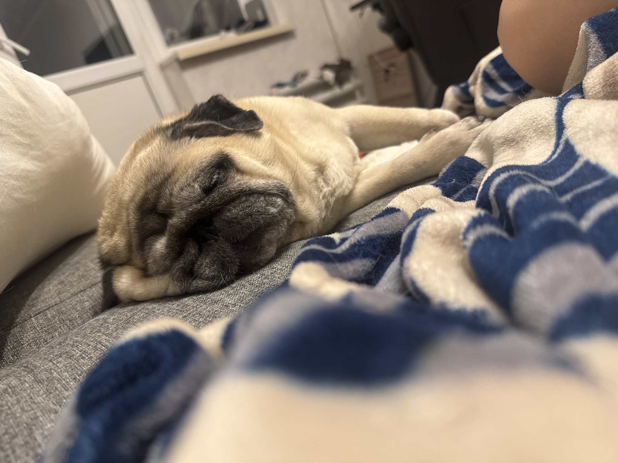 A fawn-colored pug dog sleeps peacefully on a gray couch, its body nestled amongst a blue and white striped blanket. The dog's eyes are closed, and its head is resting on its paws. The background is slightly out of focus, showing a window with blinds and a shelf with various items. A portion of a person's leg is visible in the upper right corner of the image, suggesting they are sitting or lying on the couch with the dog. The overall impression is one of comfort and relaxation within a home environment.