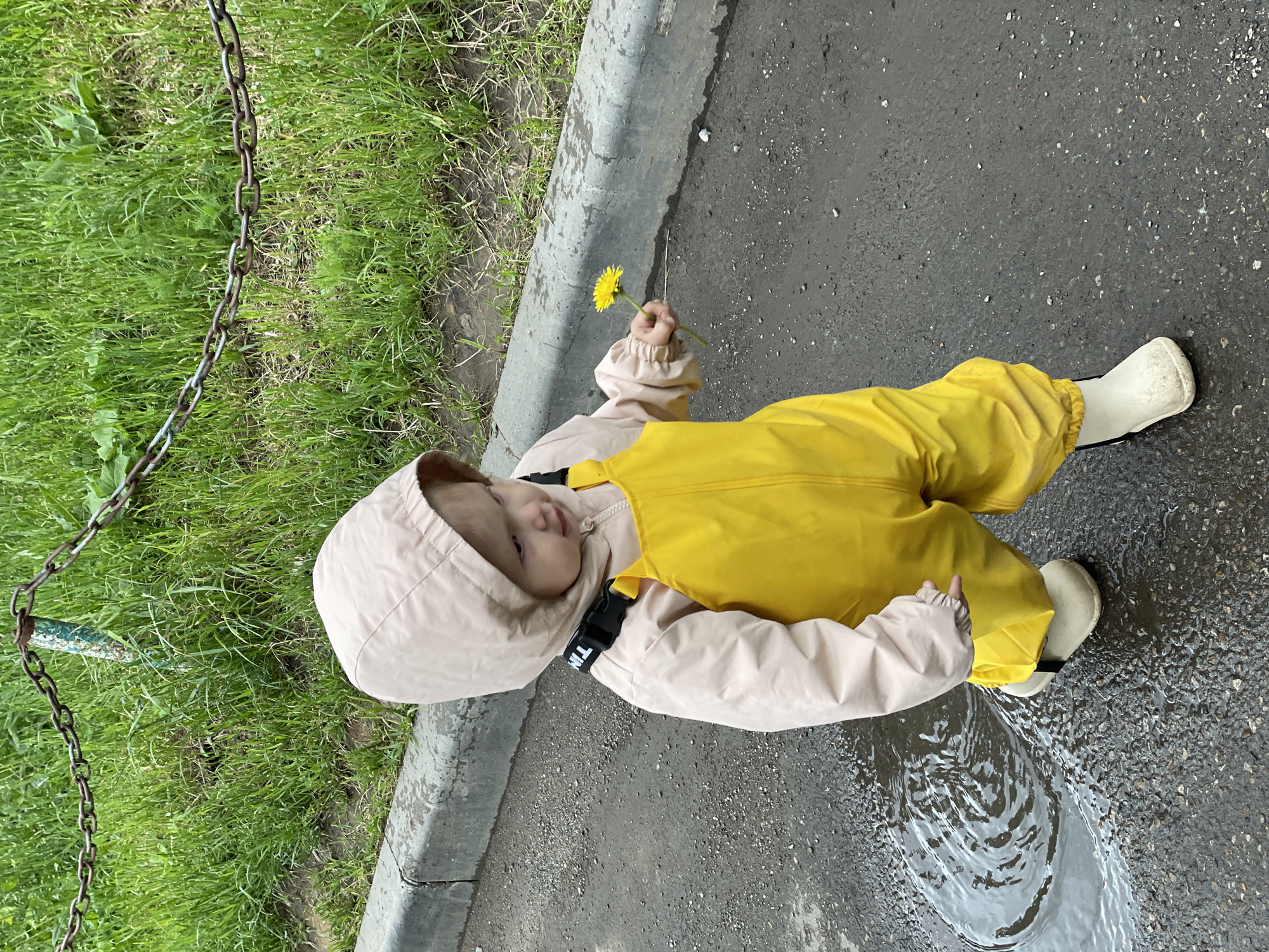 A young child, likely a toddler, is depicted outdoors, dressed in practical playwear. The child wears a light beige hooded jacket and bright yellow waterproof overalls or bib pants, paired with light-colored (possibly white or beige) boots. They are positioned next to a concrete curb that separates a patch of green grass from a dark asphalt surface.
In their right hand, the child holds a single yellow dandelion. Their gaze is directed slightly towards the camera, suggesting curiosity or gentle engagement. One of the child's feet is planted in a shallow puddle on the asphalt, creating noticeable ripples on the water's surface, indicating recent rain.
A rusty metal chain runs along the edge of the grassy area to the child's left, possibly functioning as a low fence or border. The grass is green and appears natural, with some visible vegetation. The asphalt path or road is dark and shows signs of dampness from the puddle. The overall lighting is soft, suggesting an overcast daytime.
A small black buckle on the strap of the yellow overalls shows partial visible text, which appears to be "TINL". The scene captures a moment of childlike exploration and interaction with natural elements like a flower and a puddle within an urban or park setting in Izhevsk, Russia.