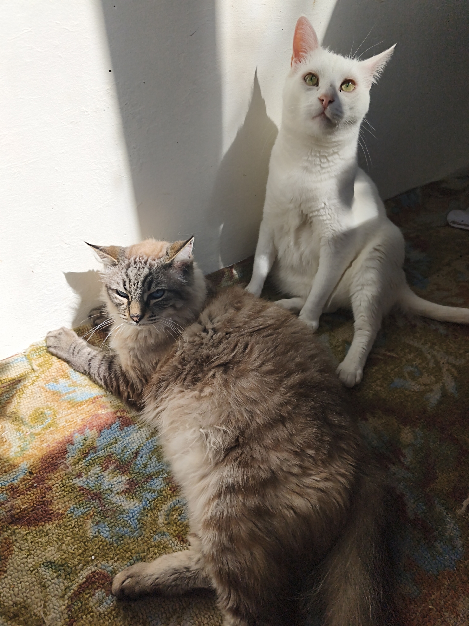 Two cats are in a sunlit room. In the foreground, a long-haired, fluffy cat with grey and brown tabby markings and blue eyes is lying on a patterned rug. Its head is turned to the left, and its left paw is extended. Behind it and to the right, a short-haired white cat with green eyes is sitting upright, facing forward with its head tilted slightly upwards. The room has a white wall with a shadow cast on it from a window, and the floor is covered by a colorful, textured rug. There are no people or specific landmarks of Sevastopol visible in the image.