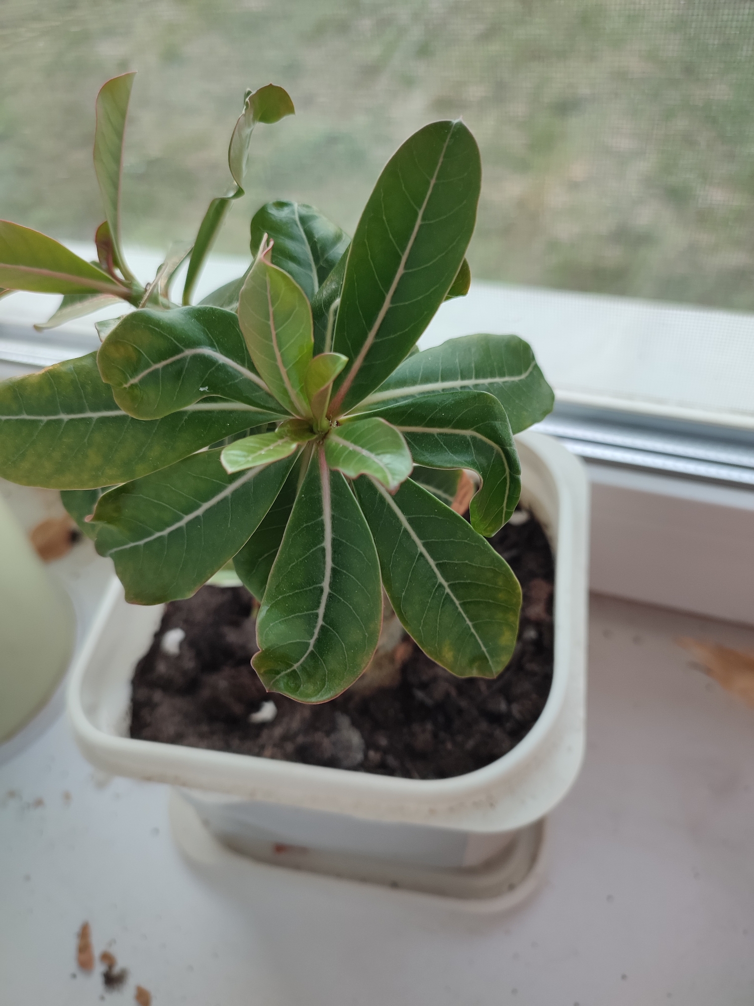 In Narowlya, Belarus, a potted plant with lush green leaves and faint pink veins sits on a white windowsill. The plant is in a white plastic pot filled with dark soil. The background is blurred, showing a hint of overcast sky and distant vegetation. The scene suggests a domestic setting, likely a home or an office, where the plant is being cultivated indoors near a window for natural light.
