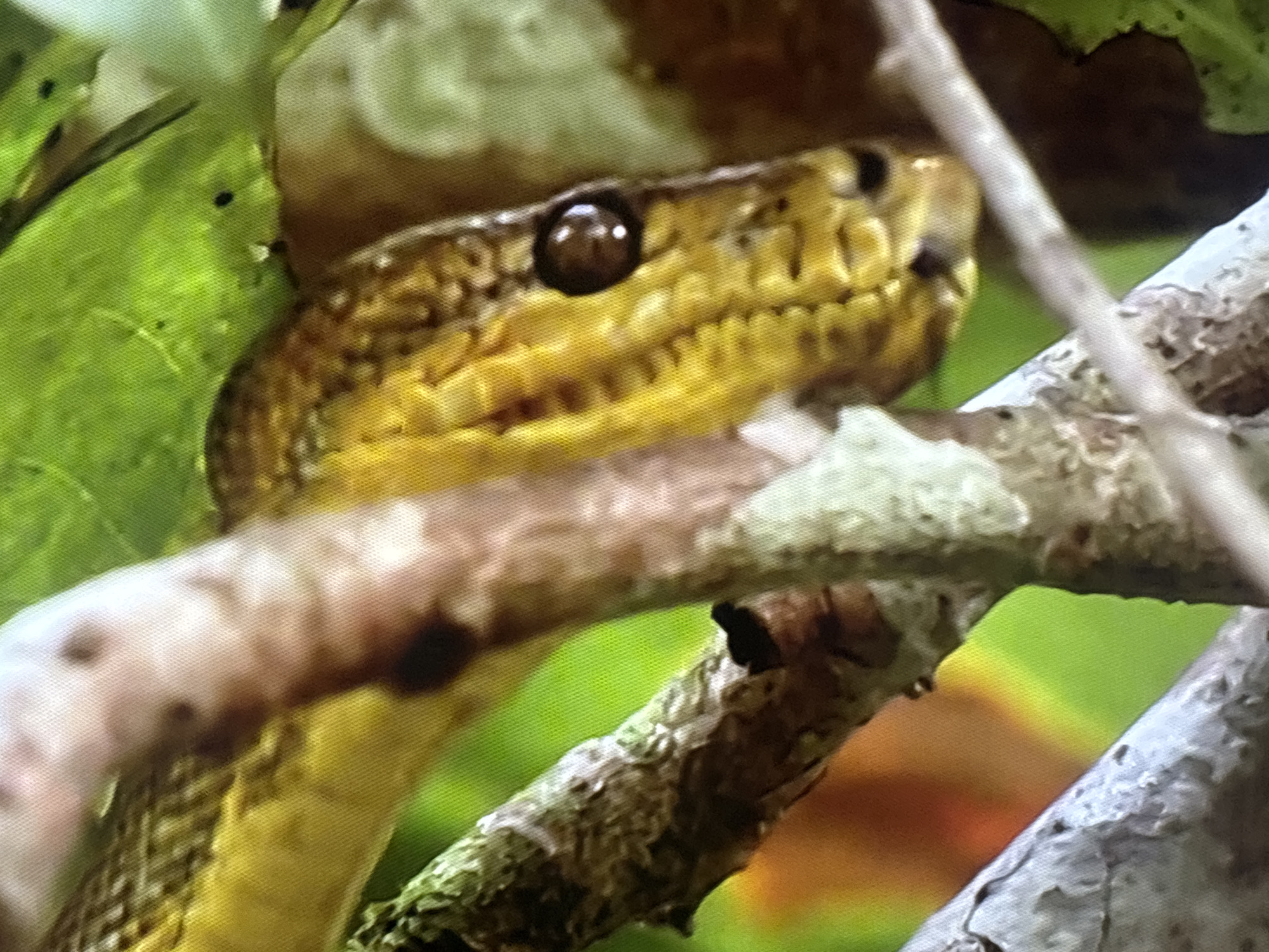 The media file shows a close-up of a snake's head and upper body coiled around tree branches. The snake has a yellowish-brown patterned body and a distinct dark eye with a lighter pupil. It is positioned amongst green leaves and brown branches, suggesting a natural, outdoor environment. The lighting appears to be natural, possibly indicating daytime. The snake's focus seems to be directed slightly to the left of the frame. There is no text visible in the image. The scene is a still capture, with no discernible activity other than the snake's static presence on the branches. The overall impression is one of camouflage and stillness in a forest or jungle setting.