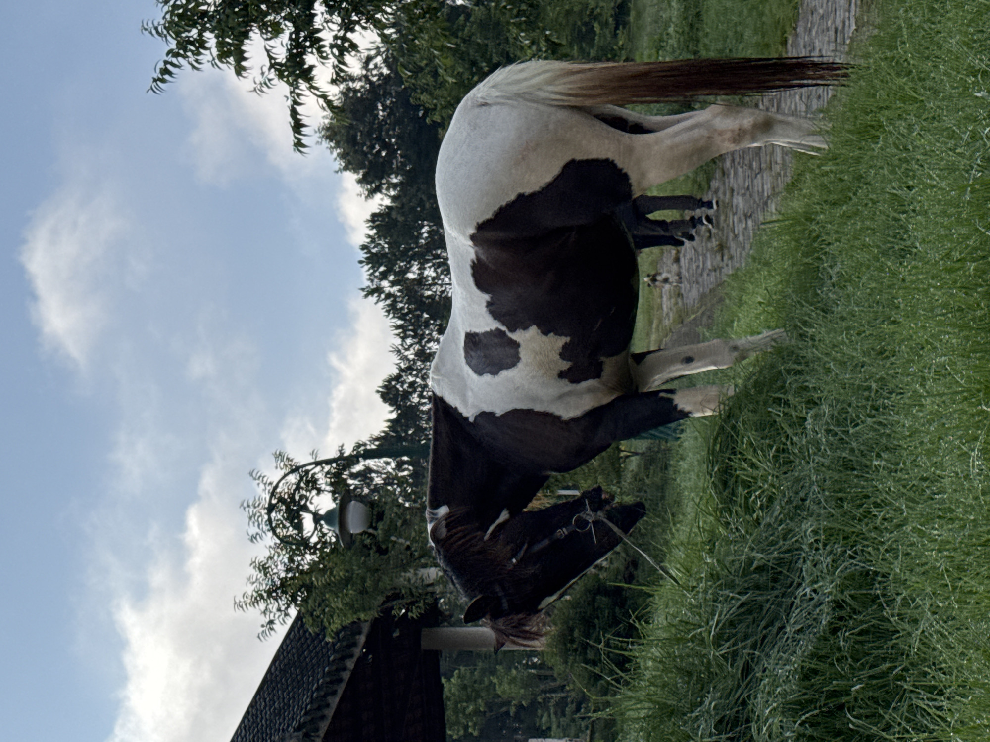 In Da Lat, Vietnam, a piebald horse with brown and white markings stands beside a grass-covered slope. The horse is tethered with a rope and wears a bridle. In the background, a paved pathway winds through a green landscape with trees. A person in dark pants and shoes walks along the path, followed by a dog. To the left, a covered structure with a tiled roof is partially visible, along with a lamppost. The sky above is a mix of blue and white clouds.