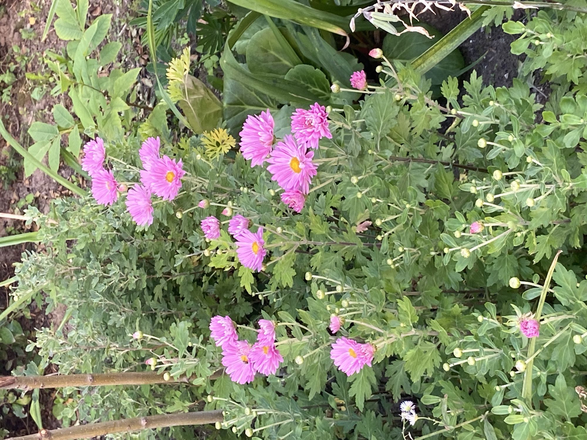 The image shows a close-up view of pink chrysanthemums with yellow centers blooming in a garden. The flowers are abundant, with many blossoms and buds on display. The foliage is lush and green, creating a dense backdrop for the vibrant flowers. In the background, other greenery and some thin branches are visible, suggesting a natural outdoor setting. The overall impression is one of a flourishing garden in bloom. The location is the city of Balashikha, Russia.