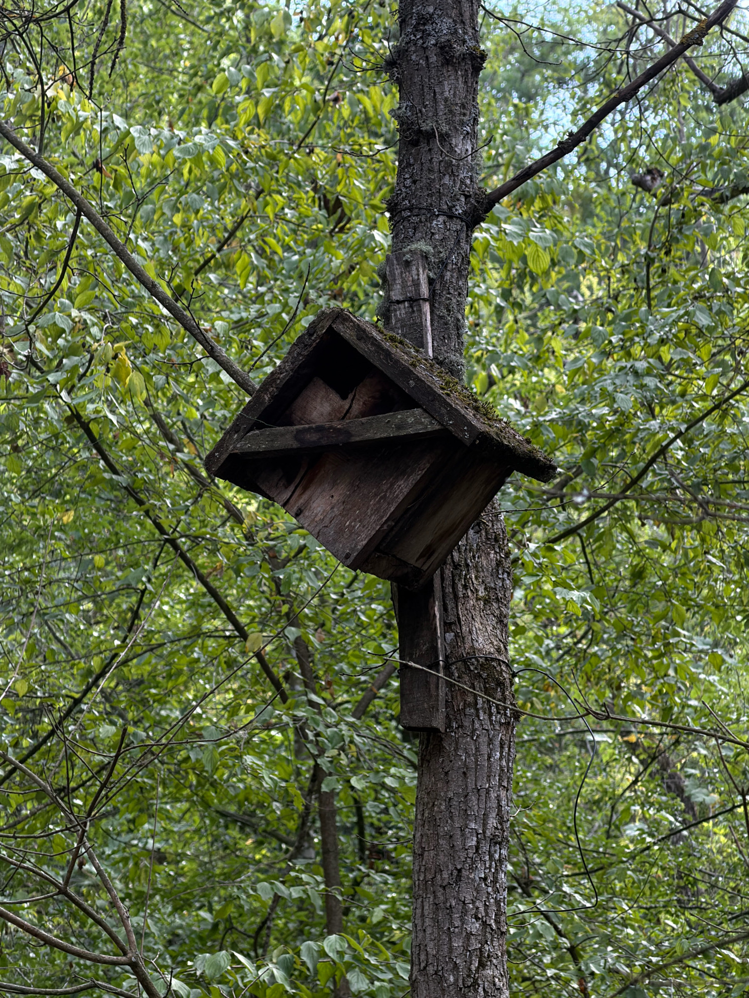 The image shows a weathered wooden birdhouse attached to the trunk of a tree. The birdhouse is tilted downwards and appears to be made of rough-hewn planks. It is situated amongst a dense canopy of green leaves, suggesting an outdoor, possibly wooded, environment. The tree trunk is textured with bark and some moss. The background is filled with the blur of foliage and branches, with hints of a sky peeking through. No people or animals are visible in the frame. The image is taken from a slightly low angle, looking up towards the birdhouse and the surrounding trees. The overall impression is one of a natural setting, perhaps in a park or forest.