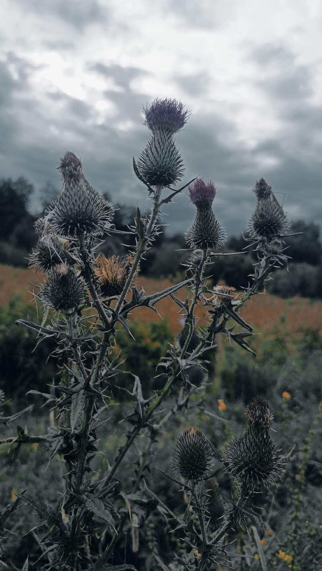 The image shows a close-up of a thistle plant with multiple spiky flower heads and thorny stems. The thistle is the primary subject, depicted in sharp focus in the foreground. The background is blurred, showing a field with muted colors and a cloudy sky. The overall color palette is muted and desaturated, with dominant shades of gray, dark green, and hints of purple and brown. There are no people or animals visible in the image, nor any indication of human activity or a specific urban setting. The image appears to be a nature photograph taken outdoors, likely in a rural or natural environment, not within the city of Karsha, Russia.