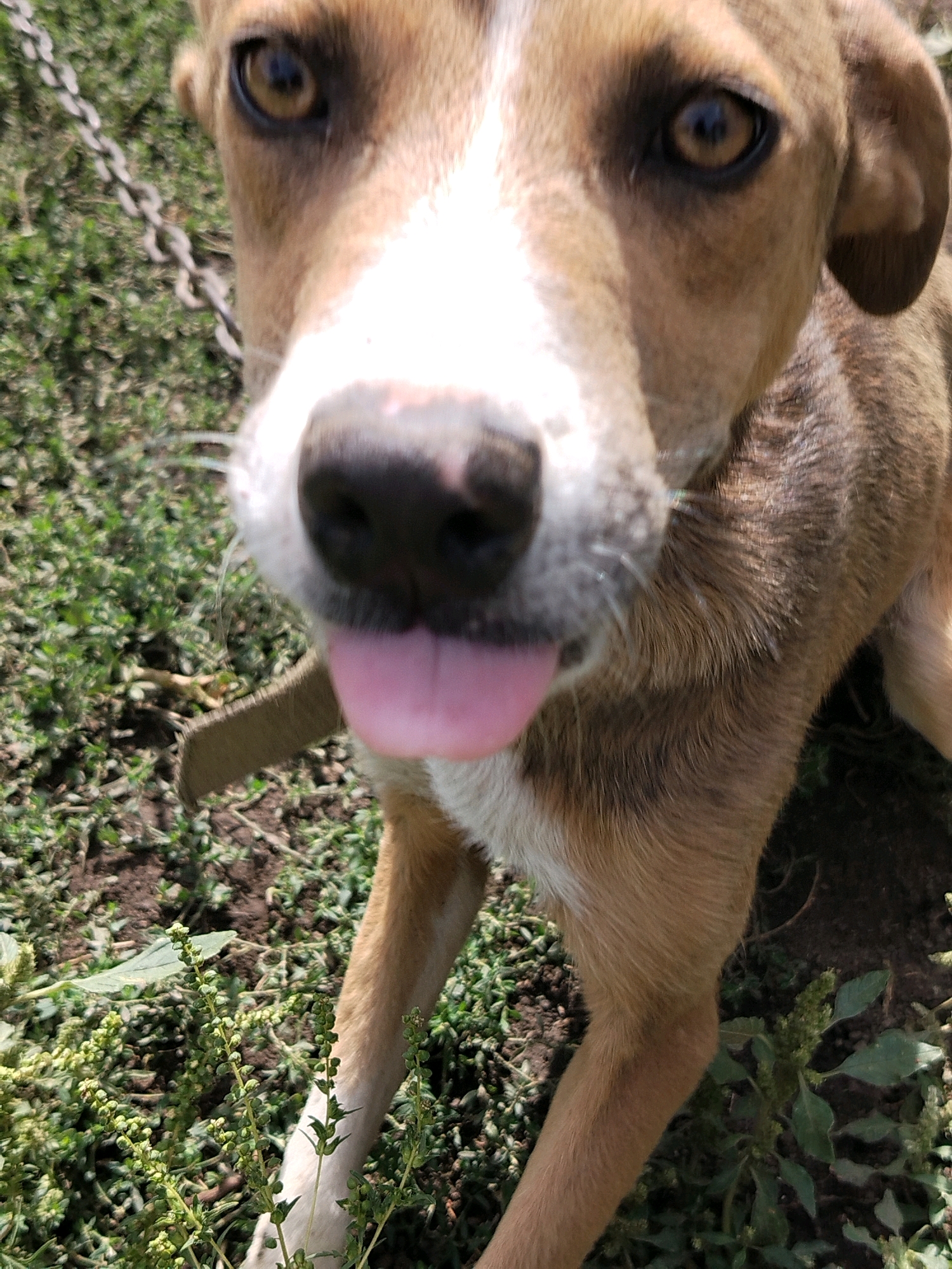 A close-up, eye-level, medium shot captures a light brown and white dog with its tongue hanging out, panting. The dog's head is tilted slightly to the left, and its right eye is clearly visible. Its snout is dark, and its ears are drooped. A portion of a metal chain is visible on the left side of the frame, and a brown collar is around the dog's neck. The background consists of green grass and dark soil. The image was taken in Pregradnoye, Russia.
