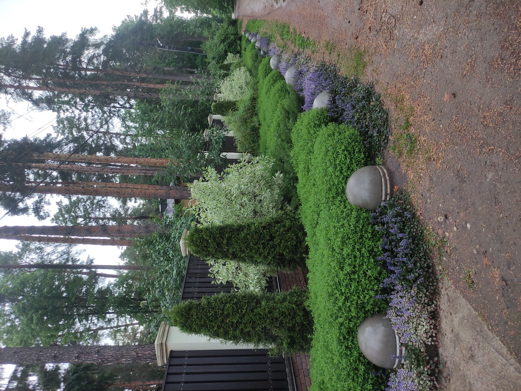 The image presents a view along a pathway in Kratovo, Russia. The path, composed of mixed dirt and gravel, is lined with an elaborate garden. The garden is meticulously designed with rows of tightly packed, vibrant green shrubs, interspersed with patches of purple flowering ground cover. Large, spherical concrete or stone ornaments are positioned at intervals along the edge of the garden bed, bordering the pathway. Behind the garden and a dark-colored fence with white pillars is a mix of deciduous and evergreen trees, their heights varying and stretching towards the sky. Tall pine trees are visible in the background. The overall scene suggests a well-maintained and landscaped area, possibly within a residential or park setting in Kratovo.
