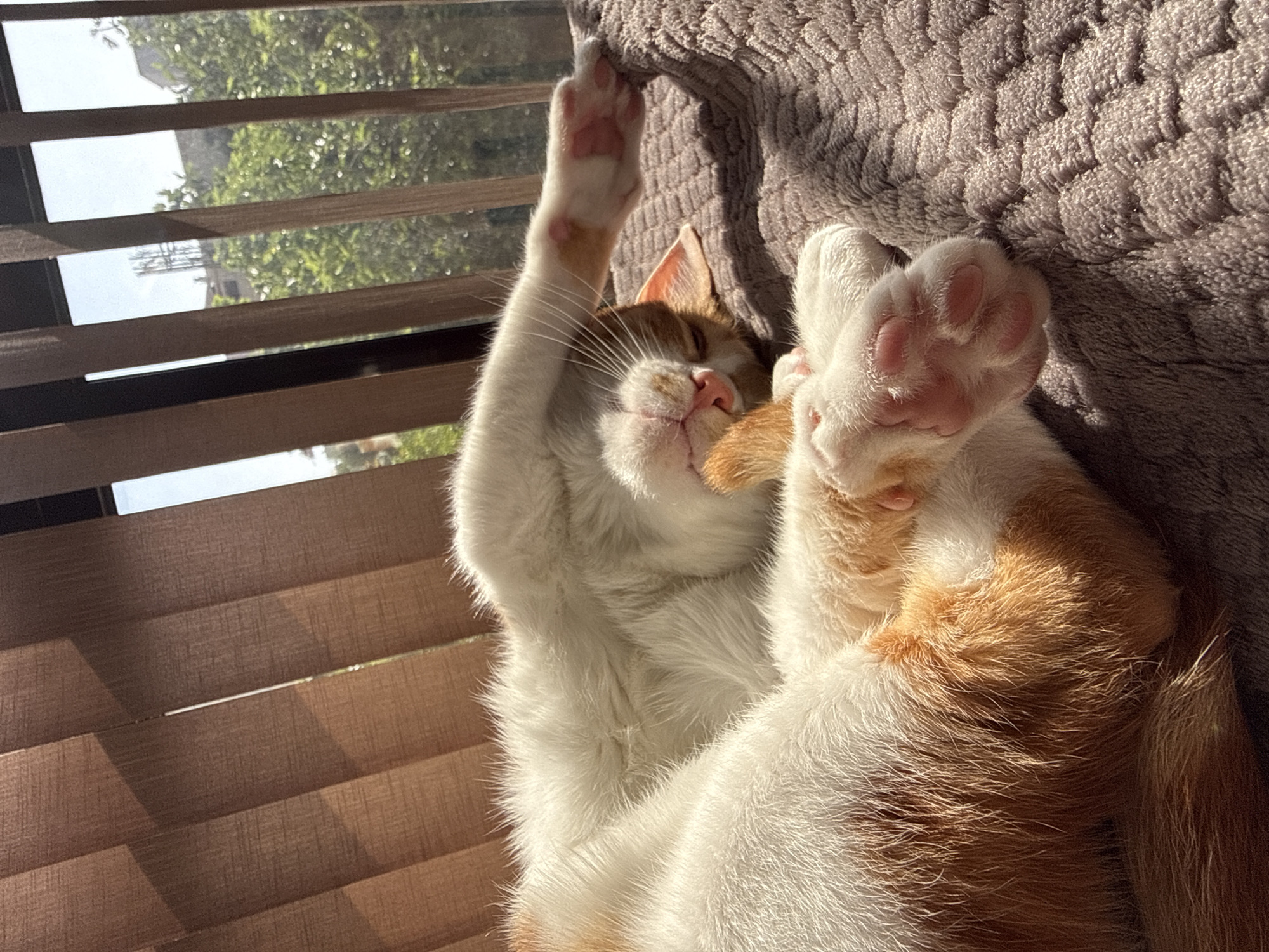 A domestic cat with white and orange fur lies on its back in a cat bed near a window with closed blinds. The cat's pink paw pads are visible on both outstretched paws. The window offers a partial view of a cityscape through the blinds, identifiable as the city of Bar, Montenegro due to the architectural style visible in the buildings. The environment is bathed in sunlight.