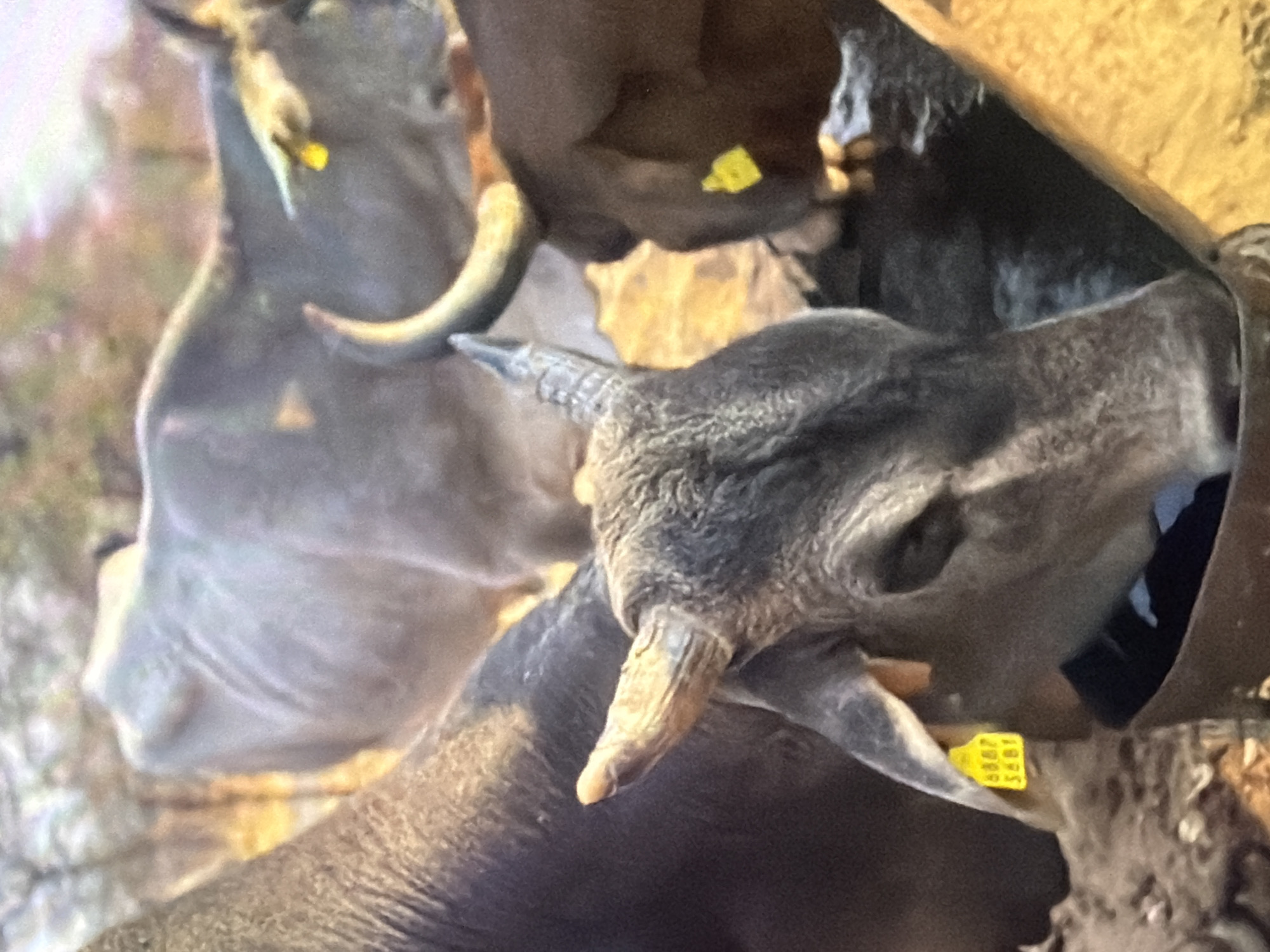 This is a close-up, medium shot of several cattle near a trough. The foreground is dominated by the head and neck of a gray cow with short, upward-curving horns. A yellow ear tag with black numbers is visible on its left ear, reading "6887 5881". The cow's snout is lowered towards the trough, suggesting it is drinking. To the left of this cow is the dark shoulder of another cow. In the background, a lighter-colored cow with a prominent hump is visible, also with a yellow ear tag. A dark brown cow is partially visible to the right, also with a yellow ear tag. The environment appears dry and dusty, with sparse vegetation and dry grasses. The lighting is somewhat diffused, suggesting it might be late afternoon or early morning. The image does not provide specific visual cues to determine its location within the city of Bukuru, Nigeria, beyond the general context of cattle farming in such an environment.