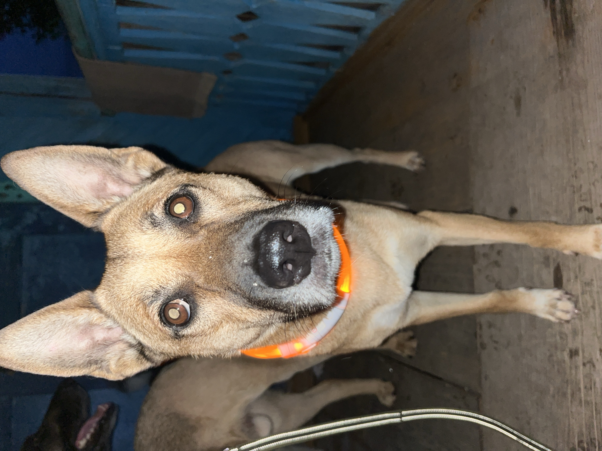 A medium-shot, eye-level, vertical photograph shows a light brown dog with large ears and an orange LED collar standing on a wooden porch. The dog's head is angled towards the camera, with its eyes wide open and its mouth slightly ajar. There is a second dog in the background, mostly out of focus, with its head turned to the left and its mouth open. The porch is made of weathered wooden planks. To the right of the dogs, there is a blue wooden railing with vertical slats. Behind the railing, a dark blue wall is visible, with a sliver of night sky and some trees at the top. The lighting is dim, with the orange LED collar providing a significant light source. There are a few white specks, possibly snow or dust, on the dog's nose and muzzle. The image appears to have been taken outdoors at night. There is no discernible information about the specific location in Nizhny Tagil, Russia.