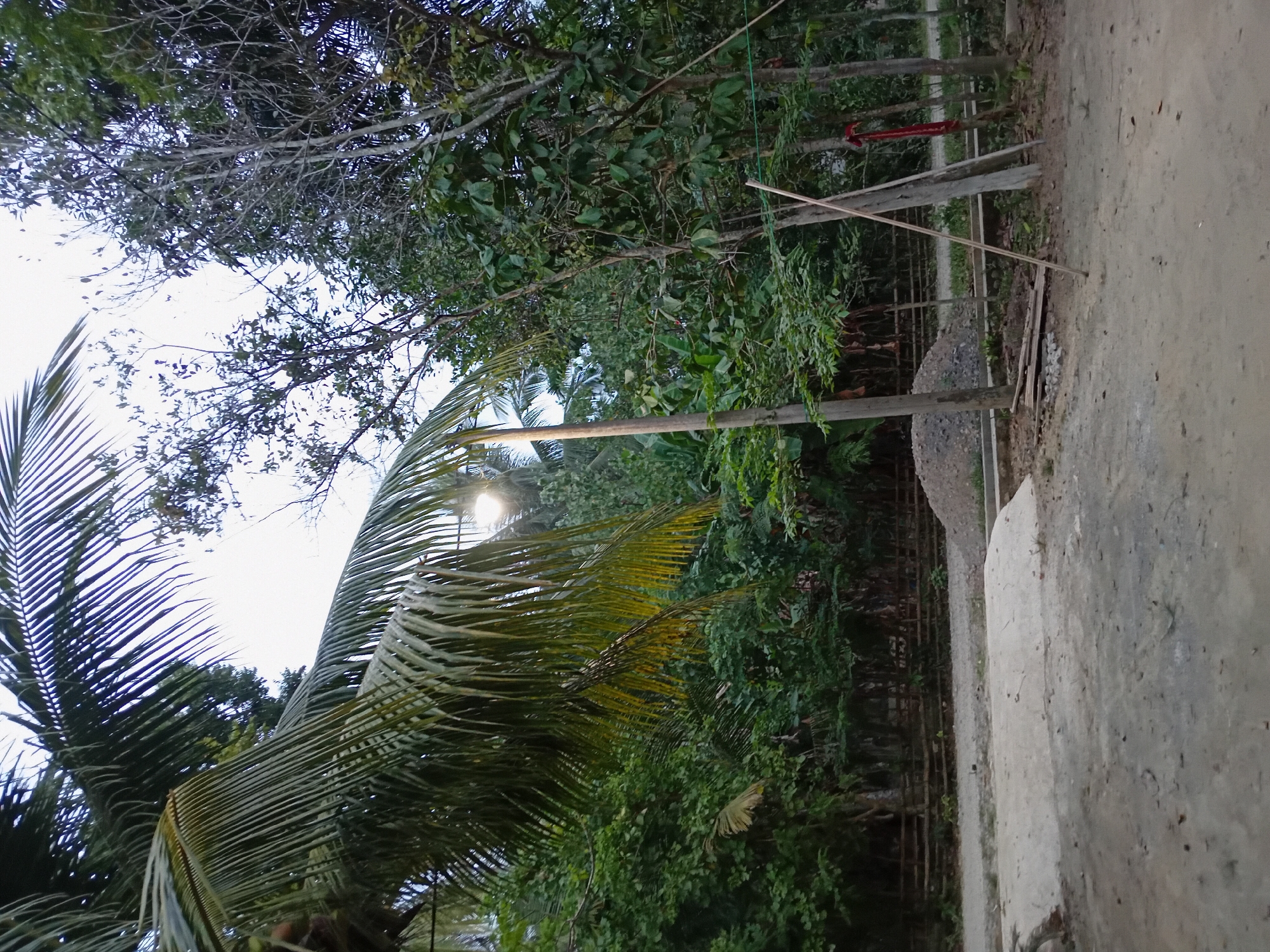 The image depicts an outdoor scene, likely in Aluebuya, Indonesia, at dusk or early morning, indicated by the ambient light and the illumination from a street lamp. A tall coconut palm frond dominates the upper left quadrant of the frame, its long leaves casting shadows. In the background, a dense arrangement of trees and foliage creates a lush, tropical environment. A dirt road or path occupies the foreground, with a lighter-colored, possibly paved or concreted area to the left. Beyond that, a low wooden fence separates the road from a pile of gravel and more vegetation. Several slender tree trunks, some appearing bare and others covered in leaves, stand in the mid-ground, with a bright street lamp visible amongst them. A piece of red fabric is tied to one of the tree trunks. The overall impression is one of a rural or semi-rural setting, with natural elements and man-made structures integrated into the landscape.