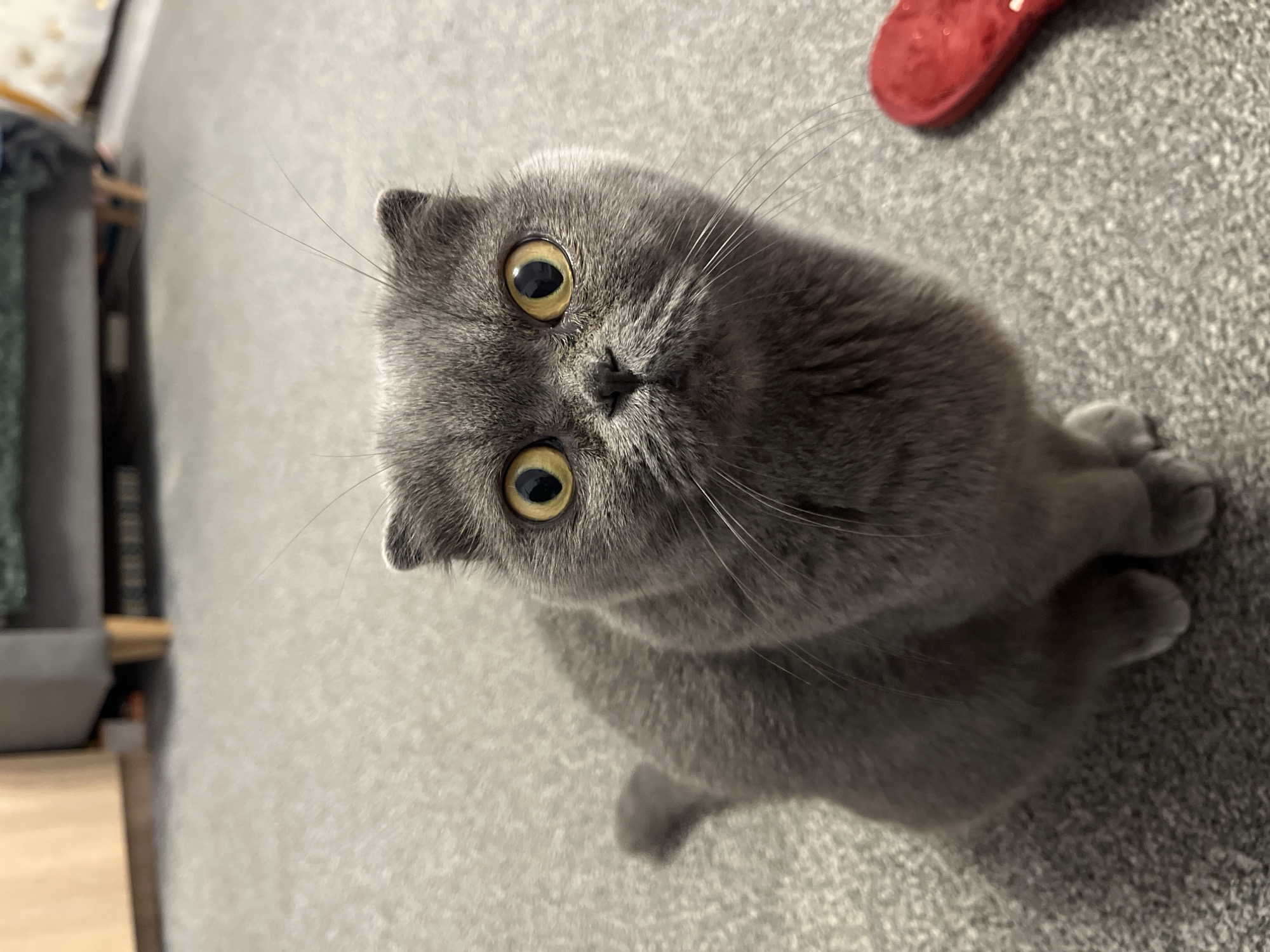 A Scottish Fold cat with grey fur and large yellow eyes sits on a grey carpeted floor. The cat is looking directly at the camera. To the right of the cat, a small red object, possibly a toy, is visible. In the background, part of a grey sofa and a wooden cabinet can be seen. The scene appears to be indoors, likely in a residential setting. There is no indication of the location being in Gdańsk, Poland.