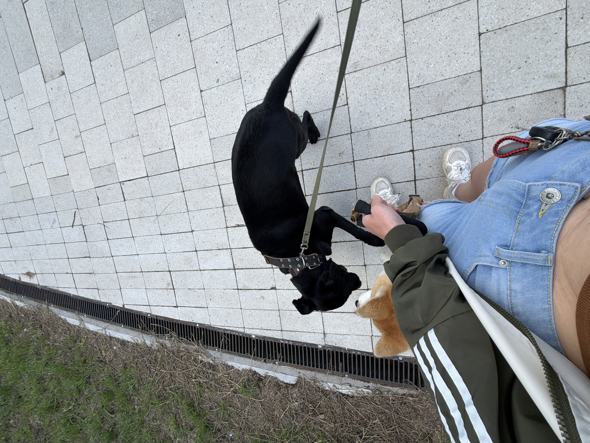 The image shows a first-person perspective of a person walking two dogs on a paved pathway. One dog is black and appears to be a medium-sized breed, wearing a collar and leash. The other dog is a Shiba Inu, visible from the back of its head and neck, also wearing a collar and leash. The person is wearing a green jacket with white stripes on the sleeves, light blue denim shorts, and white sneakers. A keychain with a red and black fob is attached to the shorts. The pathway is made of light-colored square tiles. To the left of the pathway is a grassy area with dry leaves and a metal grate drainage system. The scene appears to be in an outdoor urban setting, possibly a park or a sidewalk. The lighting suggests it is daytime. There are no specific landmarks visible to confirm the location within Chaikovsky, Russia.