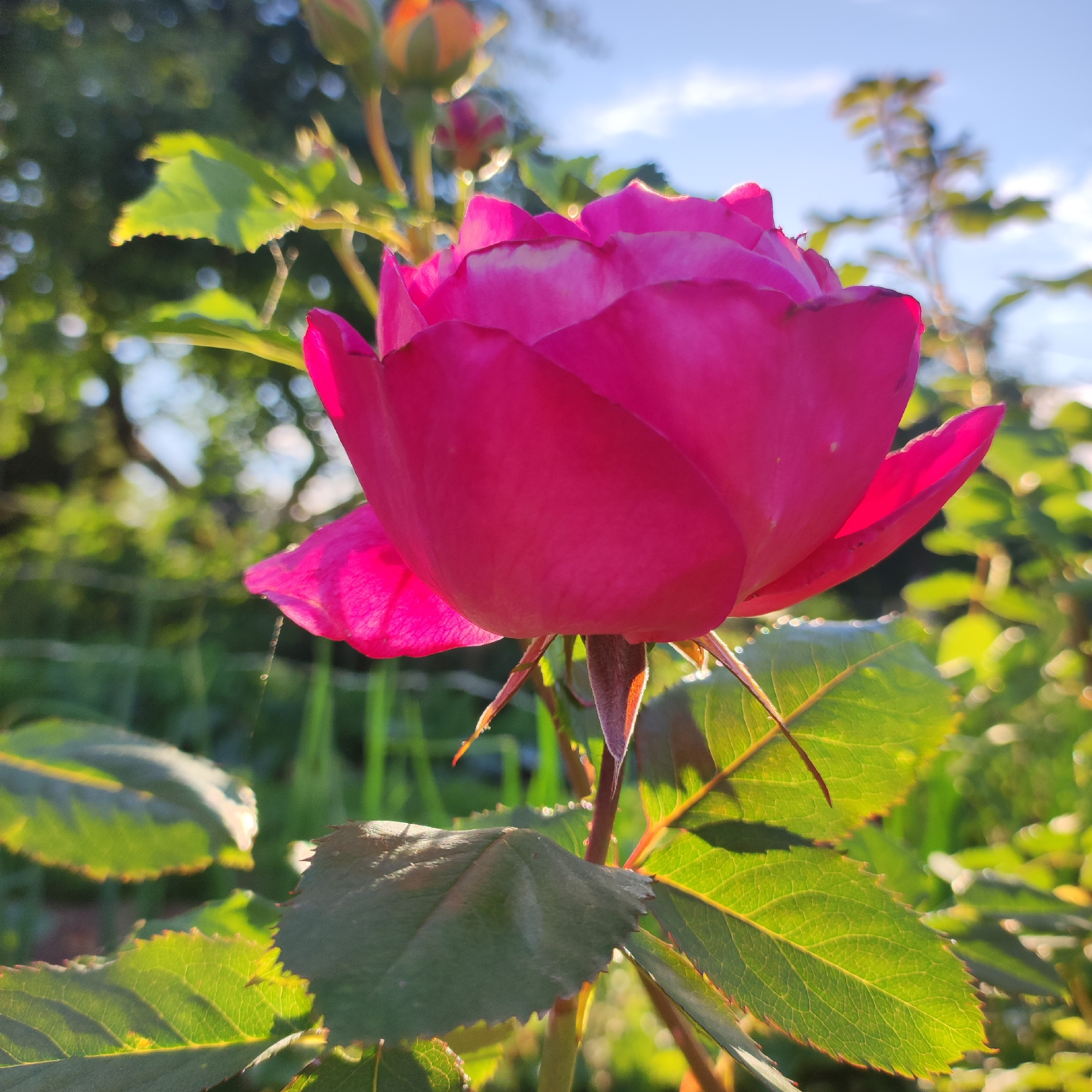 A vibrant pink rose is the central subject of this close-up, low-angle shot. The rose, in bloom, showcases its velvety petals, with hints of a lighter pink or white along the edges where the sunlight catches them. The background is softly blurred, creating a bokeh effect with the greens of leaves and stems, and the bright blue of the sky. Two rosebuds, one a pale orange-yellow and the other a deeper pink, are visible in the upper left portion of the frame, suggesting the plant is in various stages of flowering.
The scene is set outdoors, in what appears to be a garden or park, given the abundance of foliage and the natural light. The sunlight is strong and appears to be coming from a low angle, casting warm highlights on the rose petals and leaves, indicating it is either early morning or late afternoon. There are dew drops visible on some of the rose petals and on what looks like a spiderweb in the lower left, hinting at recent moisture and a tranquil, natural setting. The overall mood is serene and highlights the beauty of nature. No text is visible in the image.