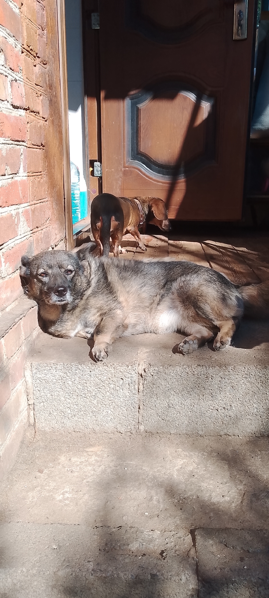 The image depicts an outdoor scene near a doorway. In the foreground, a medium-sized dog with gray and brown fur is lying down on concrete steps. The dog's head is turned towards the viewer, and its eyes are open. In the background, a smaller brown dachshund is standing near the doorway. The doorway itself appears to be made of dark wood with some decorative molding. To the left of the doorway is a brick wall. Sunlight is casting strong shadows across the scene, indicating it is daytime. The ground in front of the steps is also made of concrete. The scene is set in an urban environment, likely a residential area, given the presence of a doorway, brick wall, and concrete steps. No specific landmarks or street signs are visible to pinpoint the exact location within Belgorod, Russia, beyond the general description of an outdoor urban setting.