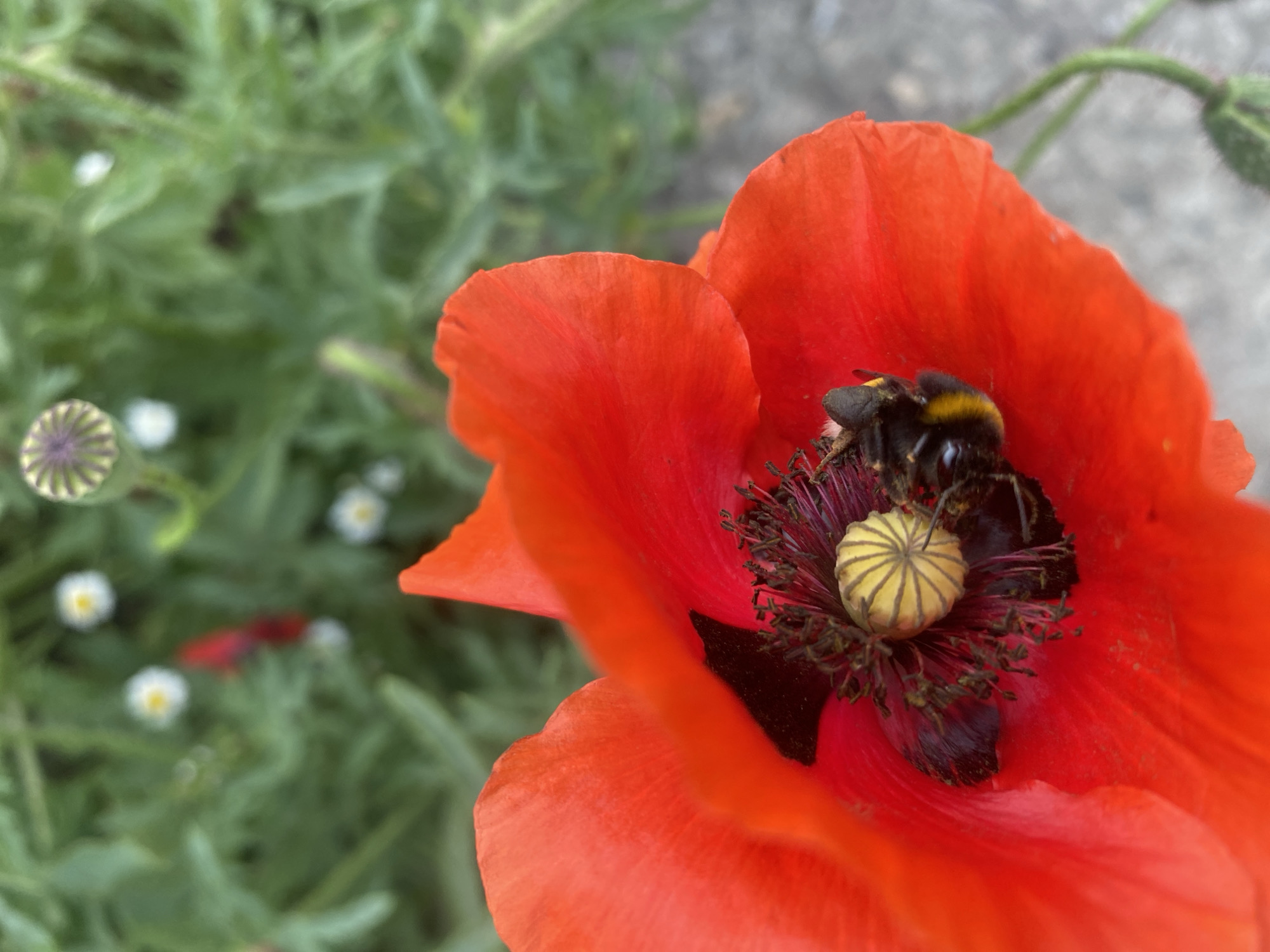 A close-up, high-angle photograph captures a vibrant red poppy flower in bloom, situated in Dnipro, Ukraine. A bumblebee, distinguished by its fuzzy yellow and black striped body, is deeply nestled within the center of the poppy, actively collecting nectar or pollen. Its head and front portion are immersed in the flower's dark purple stamens and a prominent, ribbed, light yellow pistil.
The poppy's petals exhibit a rich, intense red hue with a delicate texture. The foreground and midground feature the sharply focused flower and bee. The background is softly blurred, revealing lush green foliage. To the left, a closed poppy bud, displaying striped green and purple patterns, is visible. Several small, white-petaled flowers with yellow centers can also be seen in the out-of-focus greenery. A light grey surface, possibly a path or wall, appears in the upper right background. The scene is illuminated by bright natural daylight, enhancing the vivid colors of the flora and the insect. No text is visible in the image.