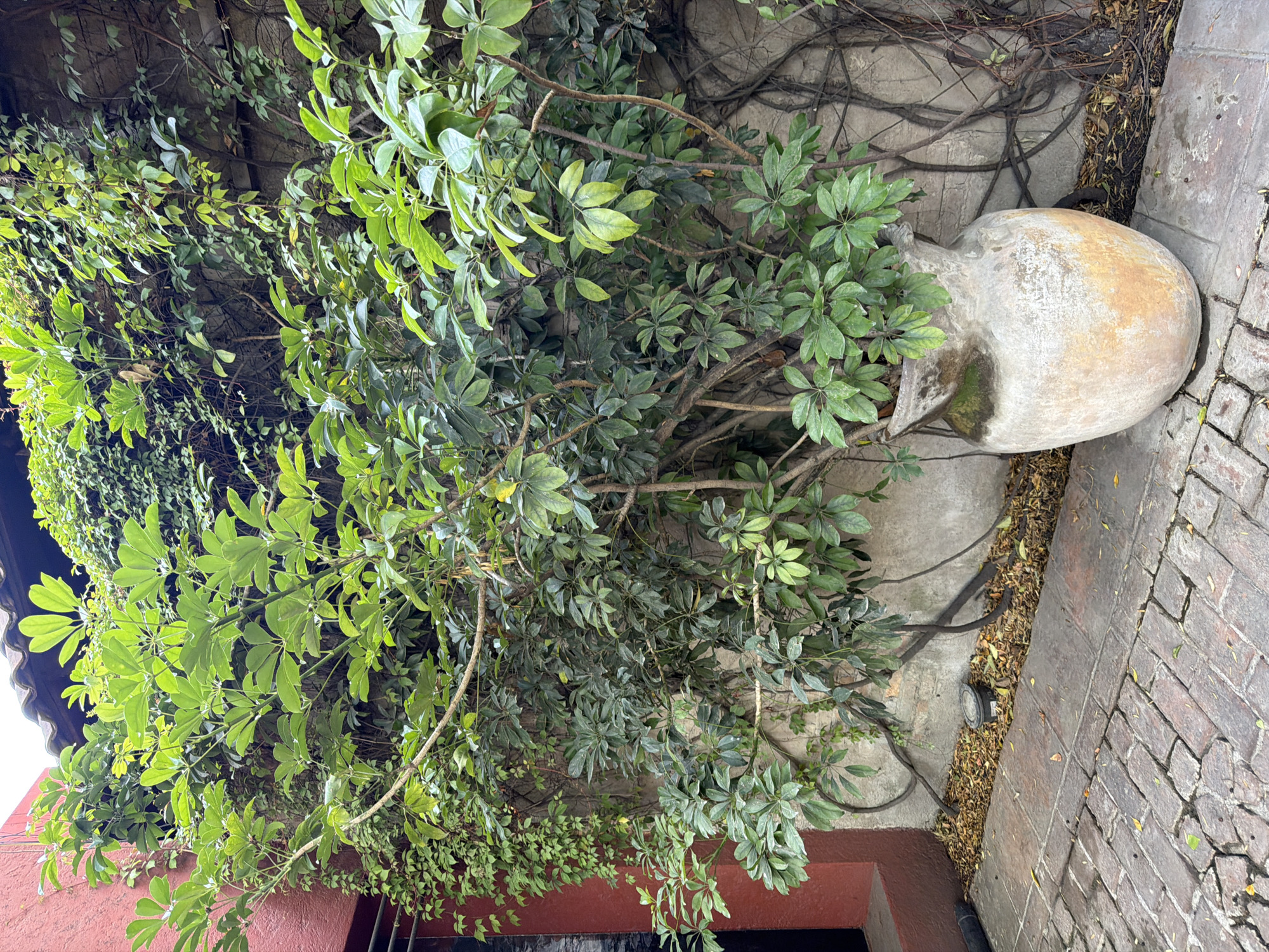 The image captures an outdoor scene in Puebla, Mexico. A large, pale clay jar rests partially on a brick path and partially on a concrete surface near a wall covered with greenery, including ivy and trees. The wall also features exposed roots. The path is made of reddish-brown bricks arranged in a herringbone pattern. The wall is a faded, light grey, streaked with darker patches. A portion of a red building with a dark opening is visible at the bottom left. An outdoor light fixture sits on the wall.