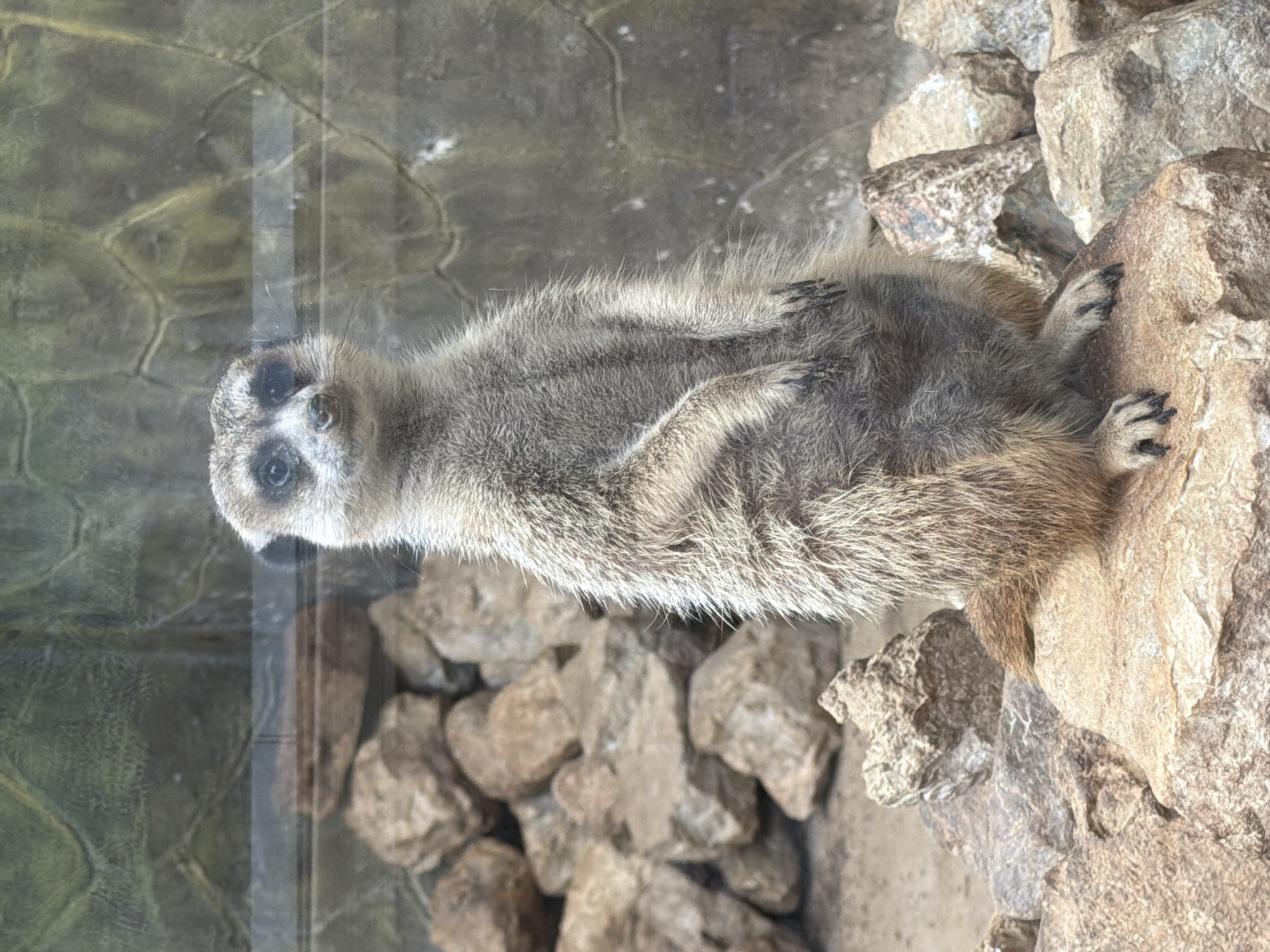 A meerkat stands upright on a rock. It is facing forward, looking directly at the camera. The meerkat is light brown and grey, with dark markings around its eyes. It has small, dark claws on its paws. The background consists of rocks and a textured wall. The scene is lit from above. The image does not contain any elements that would indicate a location in the city of Akatovo, Russia.