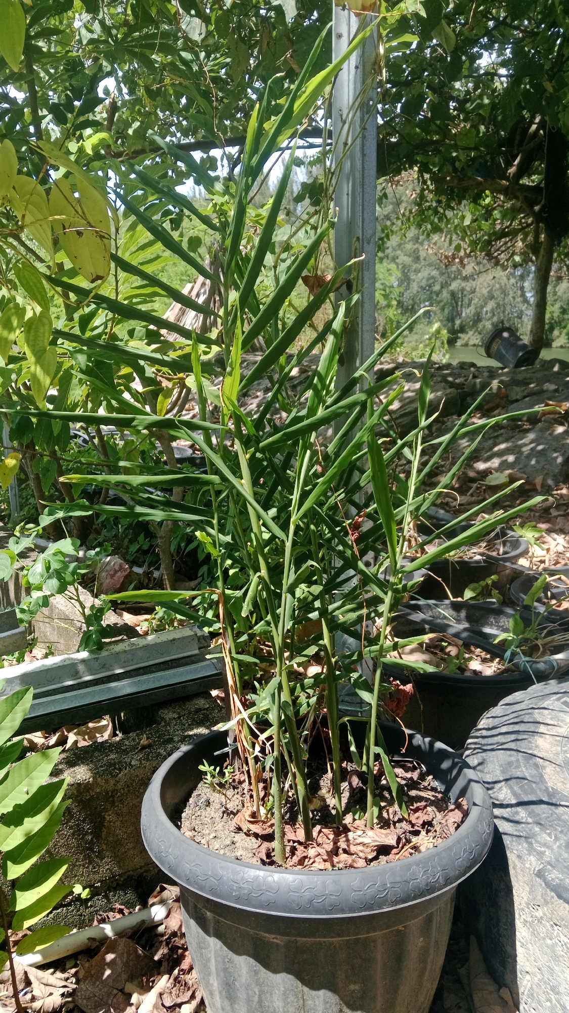 A close-up, eye-level shot shows a potted ginger plant growing in a dark gray plastic pot. The plant has tall, thin green stalks with long, lanceolate leaves arranged alternately. Some of the leaves are a lighter green and appear to be new growth, while others are darker green and slightly wilted. The pot is filled with dark soil and covered with dried leaves and mulch. The pot is situated outdoors in what appears to be a garden or yard. In the background, out-of-focus, there are trees and foliage, suggesting a natural or semi-natural environment. Sunlight filters through the leaves, creating dappled shadows on the ground and the plant. A metal pole is visible behind the plant, possibly supporting some vegetation or a structure. The overall scene suggests a well-established plant in a domestic or agricultural setting in Meunasahmesjid, Indonesia, possibly on a sunny day.
