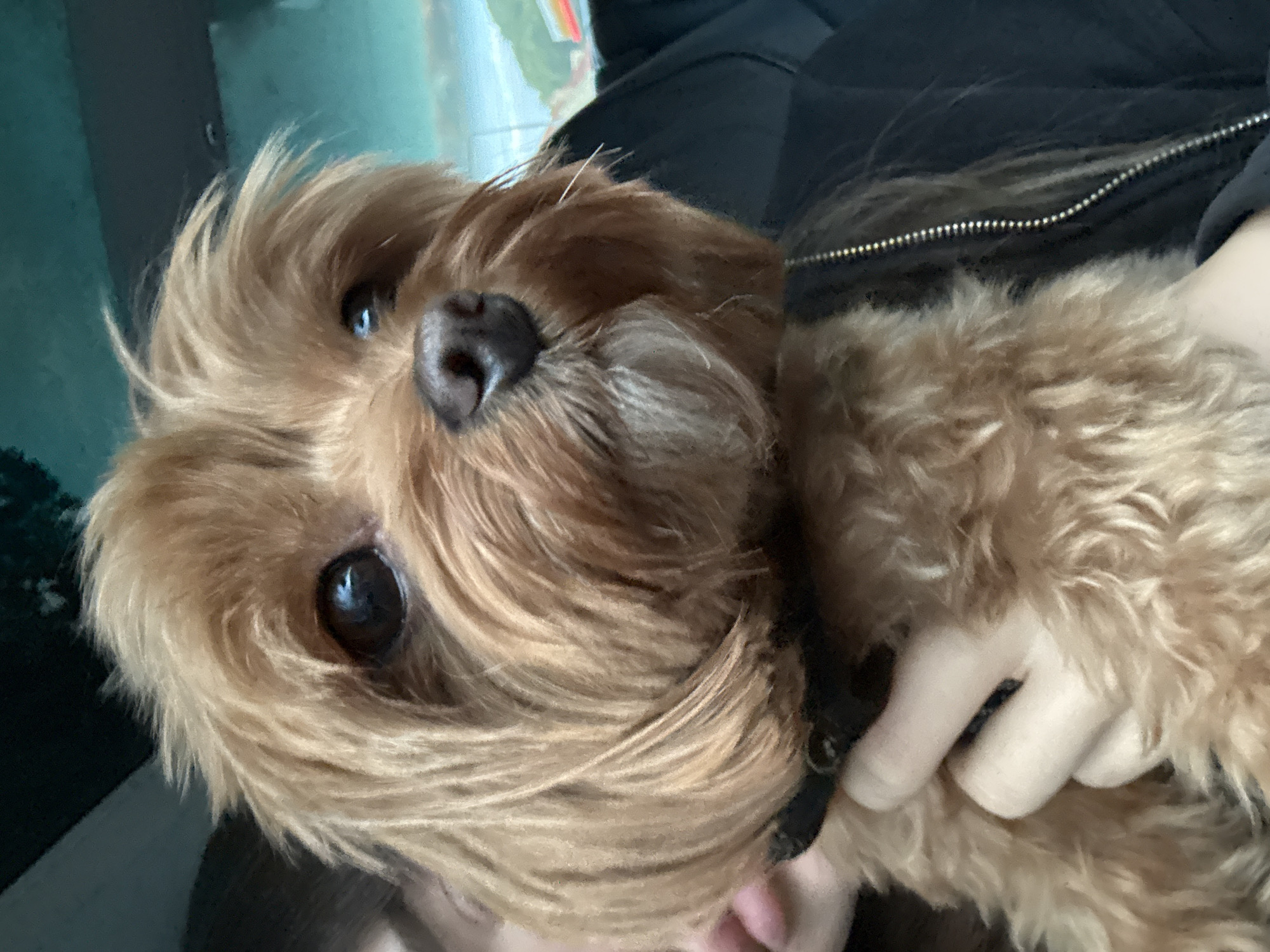 A close-up, eye-level shot shows a small, light brown dog with shaggy fur being held by a person. The dog's face is the primary focus, with its dark eyes looking slightly to the right. The dog has a black nose and a fluffy muzzle. The person's hand, with light skin, is visible holding the dog around its chest, with fingers gently cupping its body. The person is wearing a black hooded jacket, with a zipper visible. The background is blurred, showing a mix of dark and light colors, possibly indicating an indoor setting with a window or a car interior with a view of the outside. The image is sharp and well-lit, capturing the texture of the dog's fur and the detail of its features. There is no identifiable information about the specific location in Prague, Czechia.