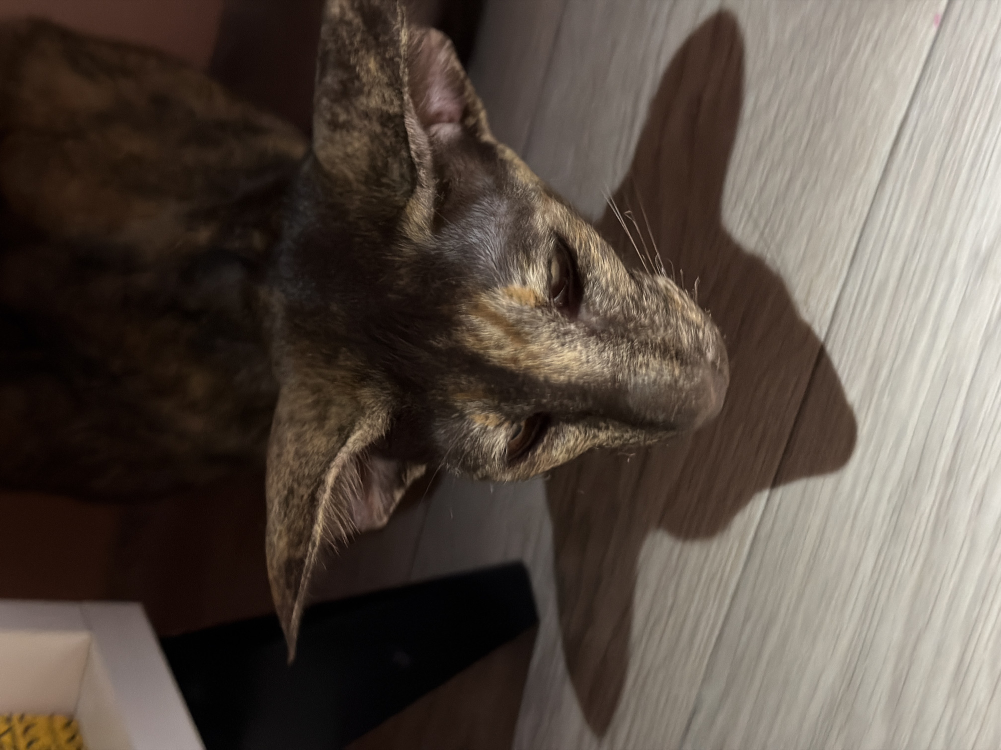 A high-angle, close-up shot captured in Unknown, Unknown displays a domestic cat with prominent, large ears and a tortoiseshell or brindle coat pattern, predominantly dark brown, black, and tan. The cat is looking downwards with its eyes partially closed, positioned over a light-toned wooden or laminate floor featuring linear grain patterns. A distinct, elongated shadow of the cat's head and ears is cast upon the floor. In the upper left background, a white furniture component, possibly a shelf, is visible, with a small portion of a yellow, textured object atop it. Directly below the white component, a black furniture leg extends to the floor. The upper right and rear background is dark and indistinct, suggesting low light conditions and depth.