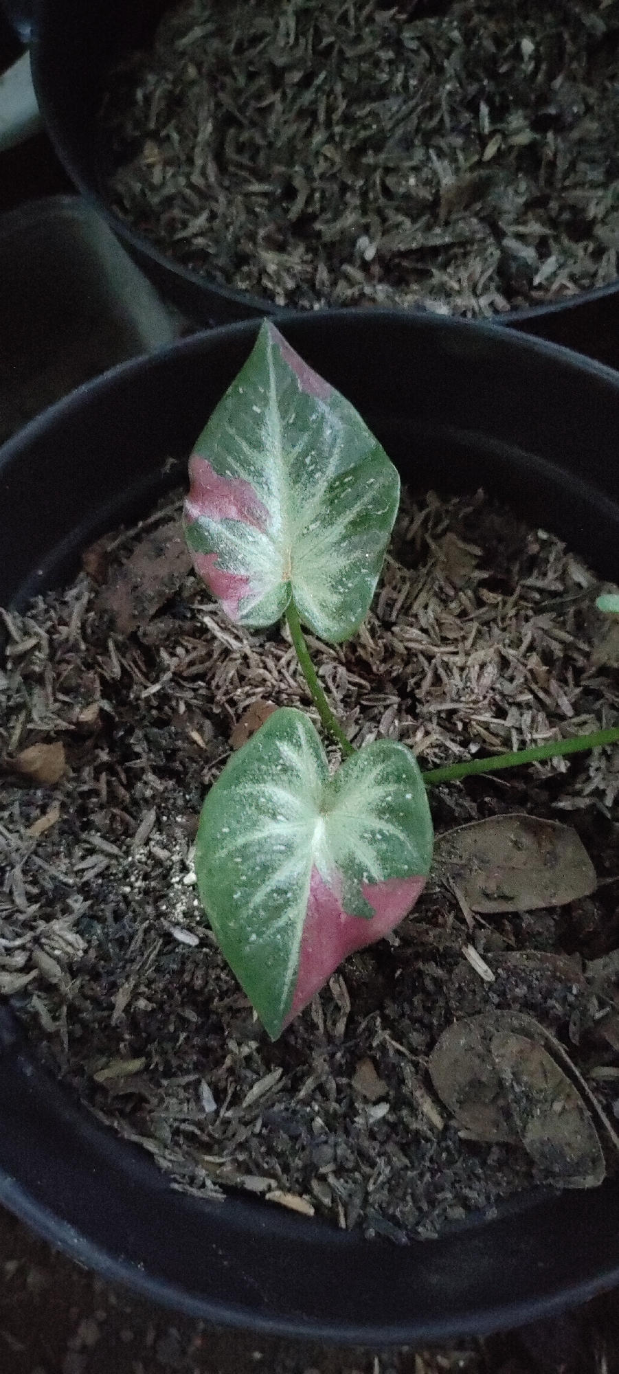 The image shows a close-up, overhead view of two heart-shaped leaves of a plant with variegated green, white, and pink patterns. The leaves are slightly glossy and appear to have water droplets on them. They are emerging from a thin stem and are planted in a black pot filled with dark, mulchy soil, which also contains small wood chips and some dried organic matter. The pot itself is situated within a larger, dark-colored container, also filled with similar soil and organic material. The background shows more of this mulchy soil. The scene is lit from above, casting subtle shadows. The overall setting suggests an indoor or sheltered environment, possibly a greenhouse or a home garden. The location is Lhokseumawe, Indonesia. There are no people visible in the image.