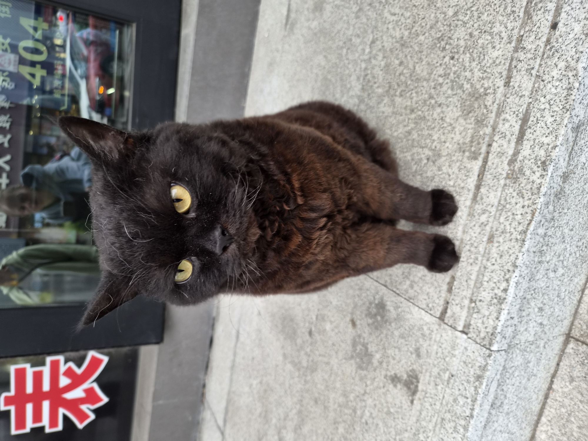 A black cat with curly fur sits on a concrete sidewalk. The cat has yellow eyes and is facing the camera. Behind the cat, a window reflects people and cars. A red Chinese character is visible on the left side of the window. The scene appears to be in a city, possibly Mishan, China, given the presence of Chinese characters. The overall lighting suggests it is daytime.
