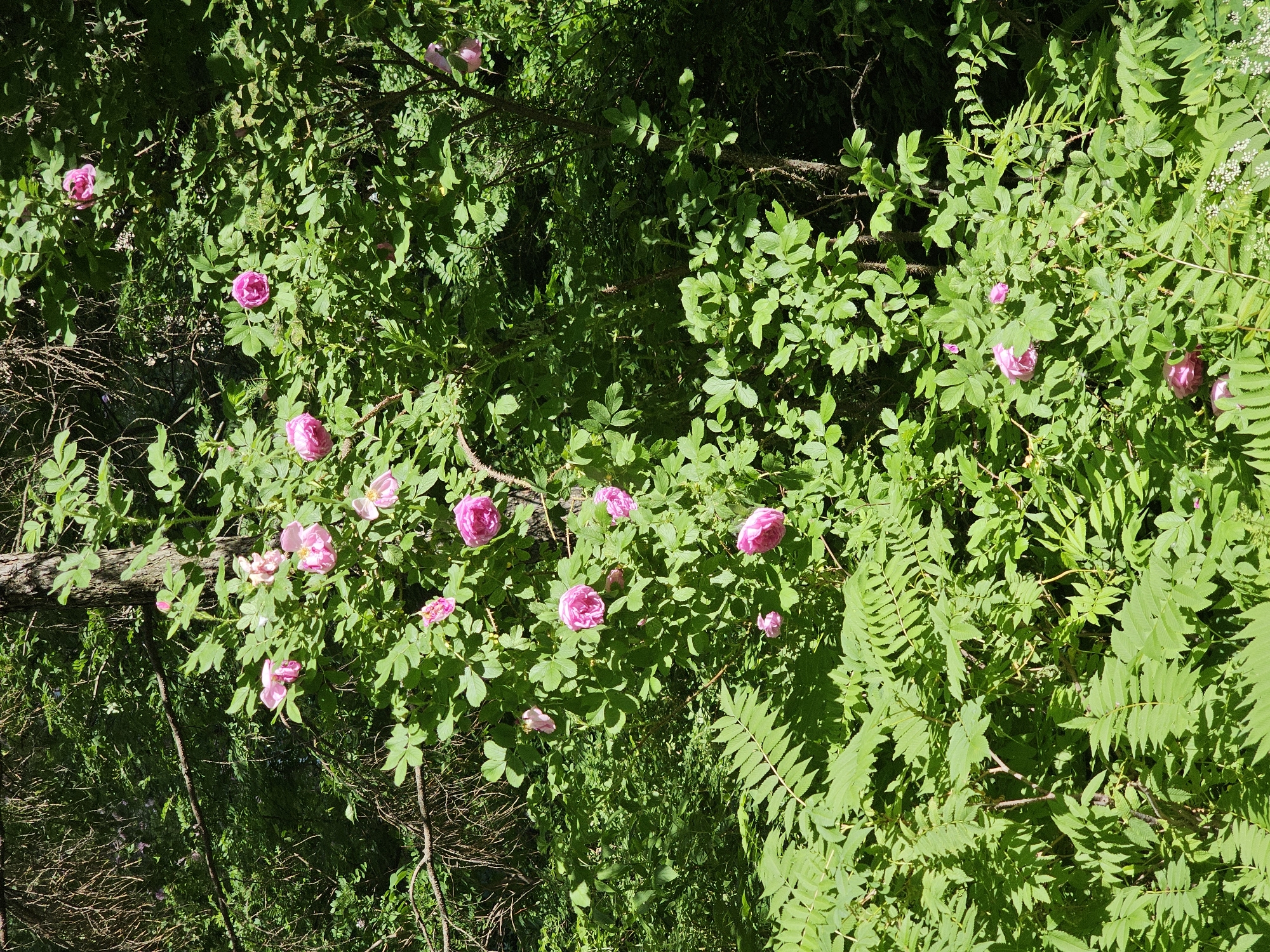This image presents a dense, sunlit forest or woodland scene located in the city of Khimki, Russia. The foreground and midground are dominated by lush green vegetation. A prominent wild rose bush, characterized by its thorny stems and dark green, serrated leaves, is central to the composition, displaying numerous open pink blossoms and several buds. These pink flowers are scattered across the central and right areas of the image. To the lower left and extending across the bottom, a dense growth of large, pinnately compound green leaves, consistent with a fern or similar plant species, fills the space. A section of a textured tree trunk is visible in the upper right quadrant, partially obscured by foliage. The background consists of a thick, darker green canopy of trees and undergrowth. Direct sunlight, originating from the upper left, illuminates the scene, casting pronounced shadows and highlighting the varied textures and shades of green foliage. In the extreme bottom right corner, a small cluster of tiny white flowers is discernible. No people, animals, or artificial structures are present.