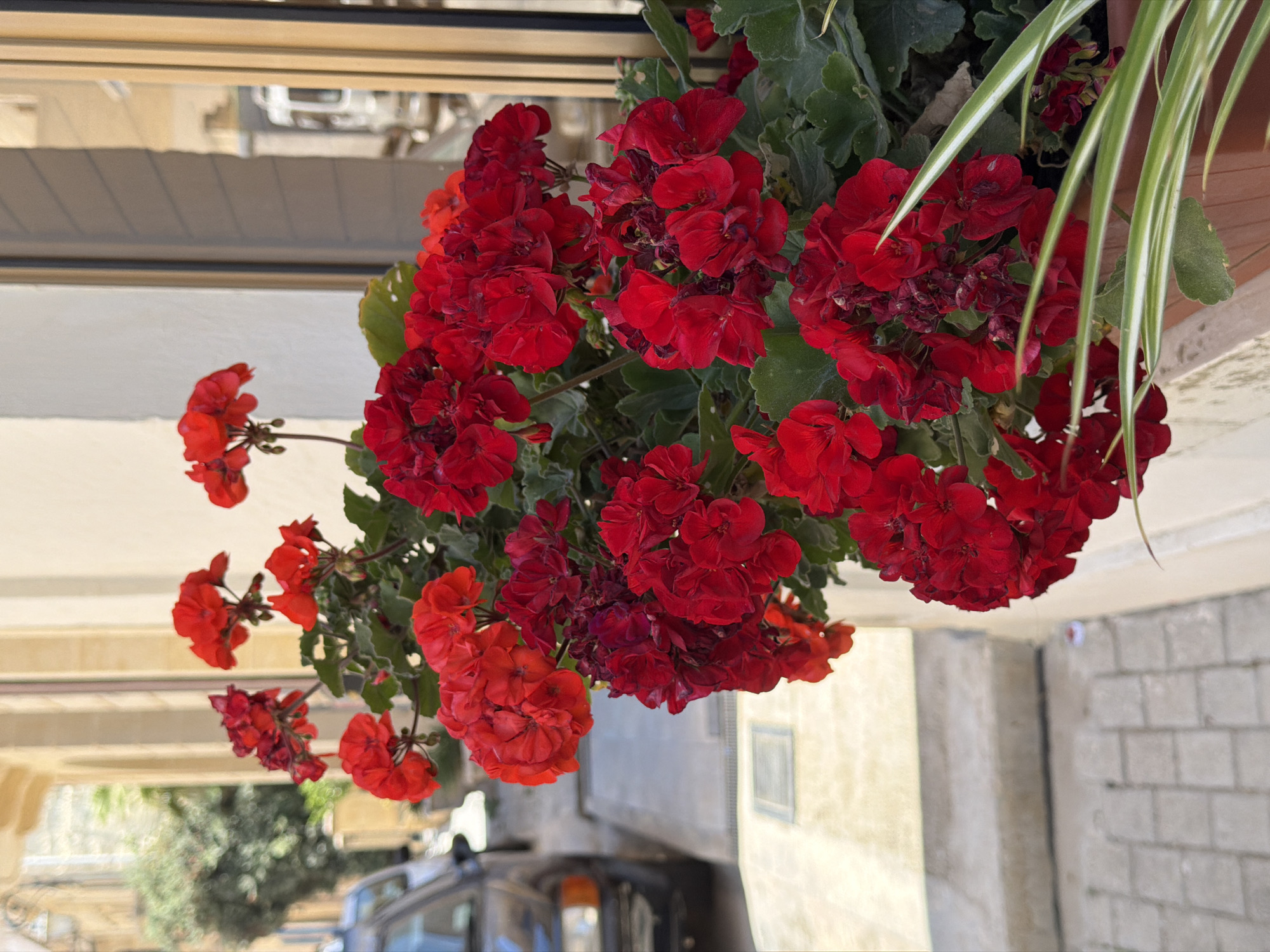 A close-up, eye-level, outdoor shot captures a planter box filled with vibrant red geraniums overflowing with blooms. The flowers are dense and clustered, some with wilting petals. Behind the flowers, a light-colored building facade is visible, with architectural details like archways and a window reflecting a street scene with a white truck. To the left of the planter, a portion of a dark-colored car is visible, parked on a cobblestone street. The lower right corner of the image shows striped green and white foliage, possibly from another plant in the planter. The scene is set in the city of Fontana, Malta, indicated by the architectural style and the street setting.