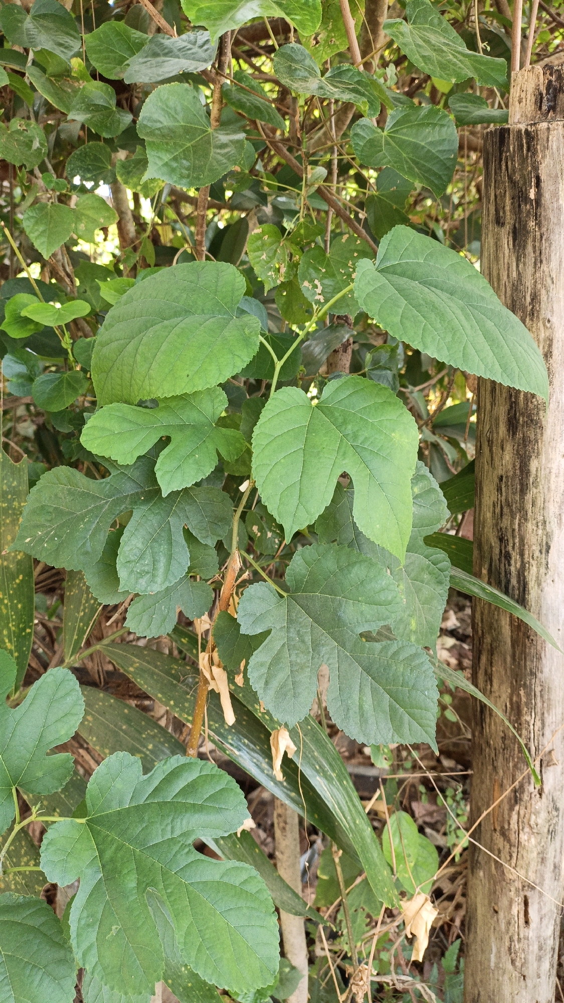 The image displays a close-up view of green leaves and branches, with a weathered wooden post visible on the right side. The foliage appears lush and healthy, with some leaves showing natural imperfections. The background is a blur of more greenery and branches, suggesting an outdoor, natural setting. There are no people or discernible actions in the image. The scene evokes a sense of natural growth and rustic ambiance, possibly indicating a garden or natural area within a more developed location. The overall impression is one of abundant plant life in a somewhat uncultivated environment.