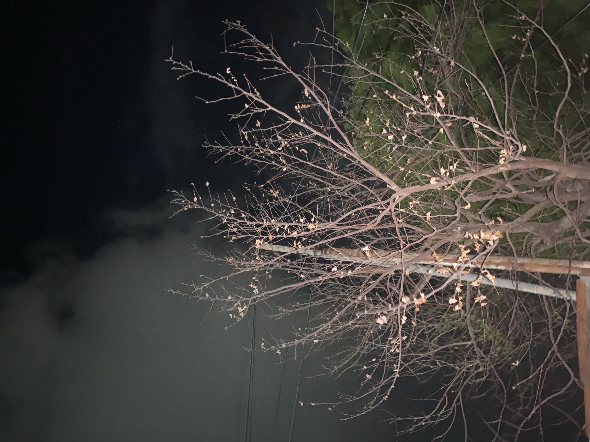 The image depicts a nighttime scene dominated by the intricate, largely bare branches of a tree, likely deciduous, occupying the right side and upper half of the frame. Scattered across these branches are numerous small, dry, light-colored leaves, suggesting late autumn or winter. Behind the network of bare branches, particularly in the upper right, denser, dark green foliage is visible, possibly belonging to another tree or an evergreen part of the same tree.
The background on the left and upper-left is a deep, dark sky, indicating night. In the lower-left quadrant, a significant portion of the scene is filled with a lighter gray, hazy or cloudy formation, with some darker, undefined shapes within it. This could suggest fog, mist, or low-lying clouds.
A light-colored, horizontal metallic bar or pipe is visible extending across the mid-right section of the image, partially obscured by the tree branches. Faint vertical lines, possibly utility wires or thin poles, can be seen in the central-left area, stretching downwards from the darker sky into the hazy region.
The image is taken from a low angle, looking upwards into the tree canopy and the night sky. The branches and remaining leaves are softly illuminated, likely by an artificial light source outside the frame, which helps define their structure against the dark backdrop. There are no people or animals visible, and no discernible activity is taking place. The scene conveys a quiet, static atmosphere. No visible text is present in the image. The location is Santa Ana, Venezuela.