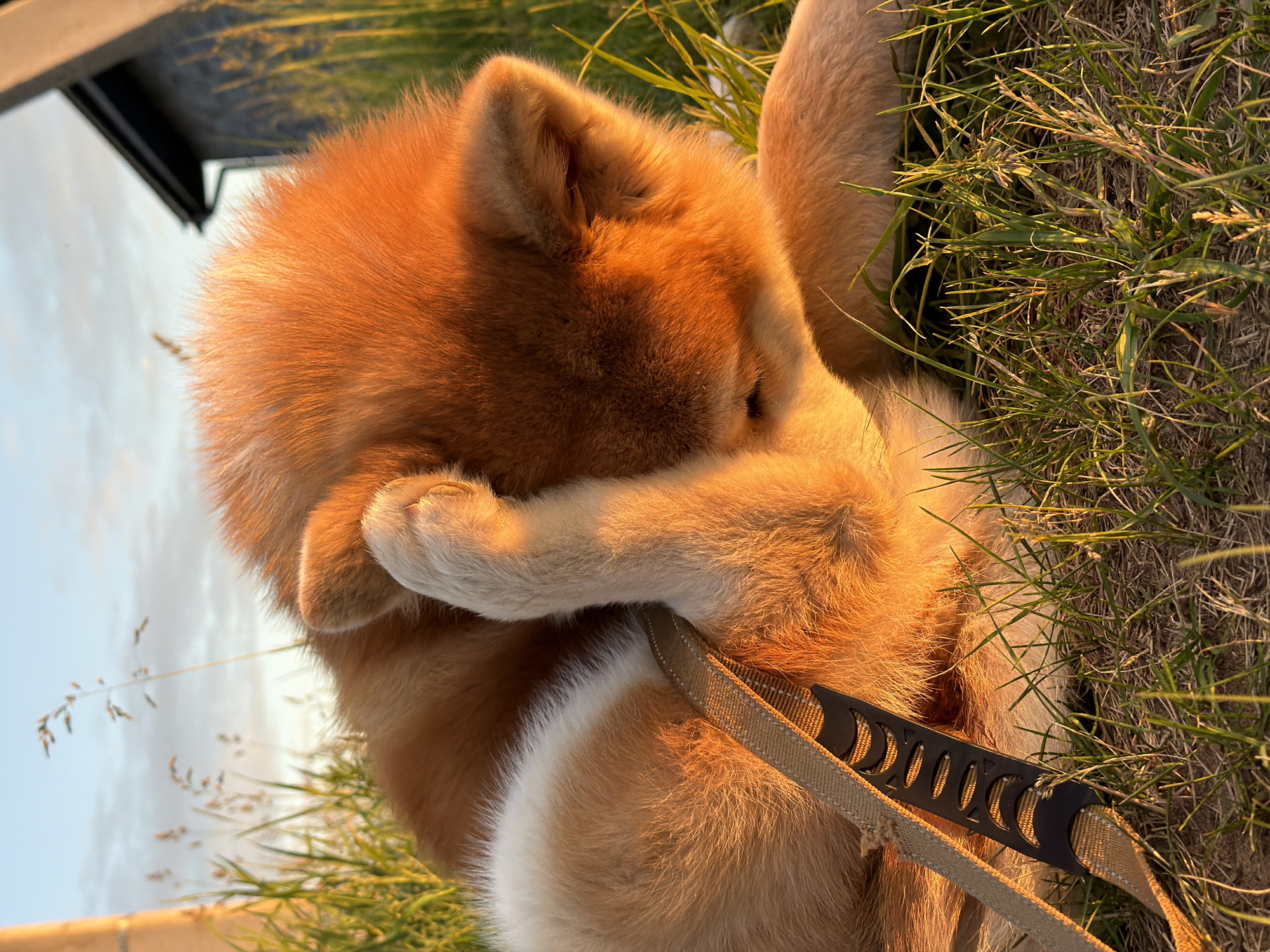 The image depicts an outdoor scene featuring a medium-sized domestic canine with fluffy, reddish-orange and white fur, lying in an area of green and dry grass. The dog's right front paw is raised to its face, touching its muzzle or eye area in an action consistent with grooming or scratching. A beige webbing leash with a black, patterned plastic component is partially visible alongside the dog's left flank. The scene is illuminated by warm, low-angle sunlight, indicative of golden hour, casting strong highlights on the dog's fur and the surrounding vegetation. In the background, a light-colored vertical post or structure is visible on the far left, and a dark-colored building with a roofline and gutter is present on the right. The sky above is light blue with faint clouds. There are no visual cues within the image to identify the specific location as the city of Chaikovsky, Russia.