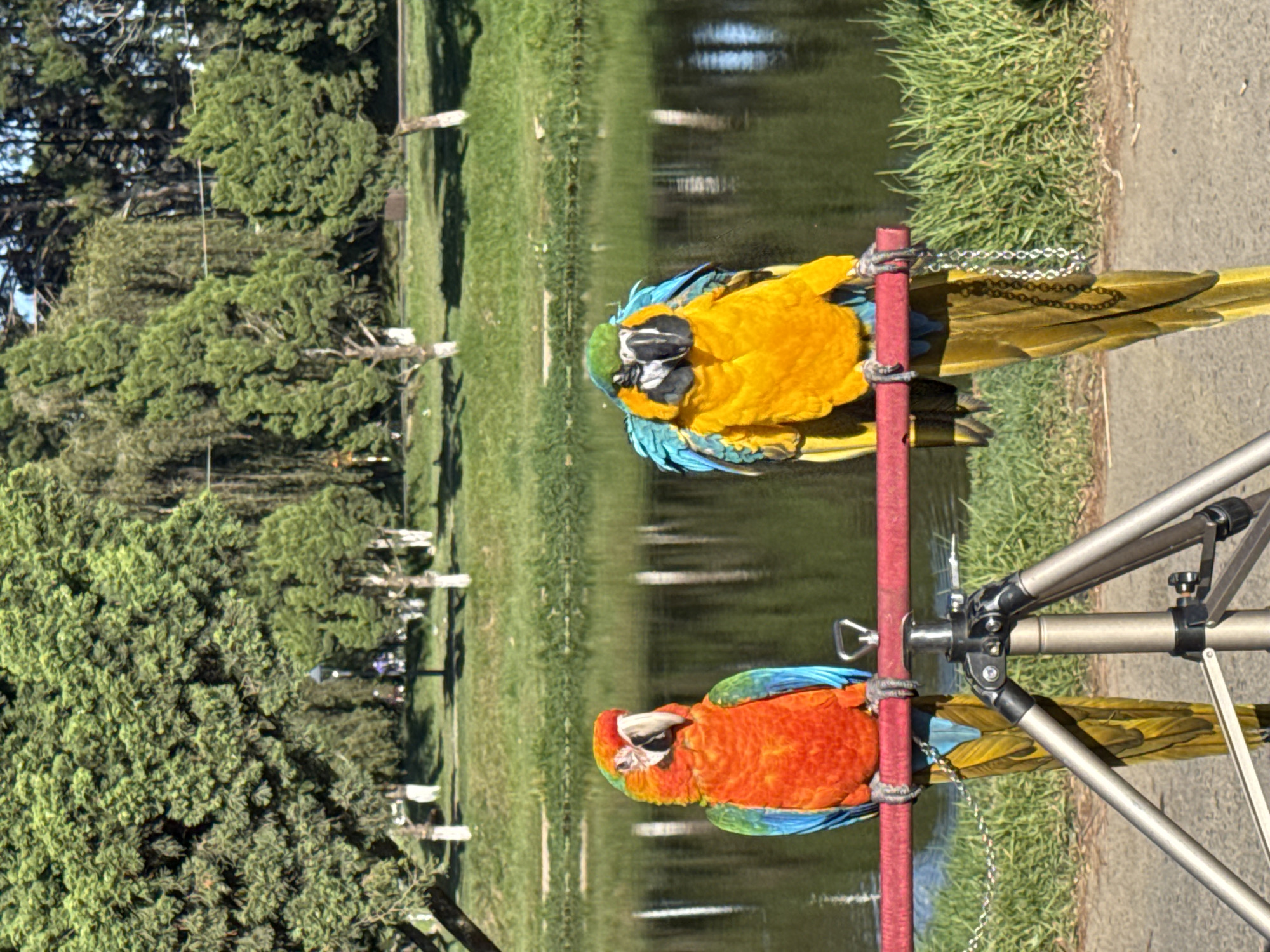 The image shows two macaws perched on a red pole attached to a tripod. One macaw is predominantly orange with blue and green wing feathers, while the other is yellow with blue and green feathers. They are tethered to the pole with chains. The setting appears to be a park or garden, with a body of water (possibly a lake or pond) in the background reflecting the surrounding trees and sky. Green grass and trees are visible in the background. The location is likely Da Lat, Vietnam.