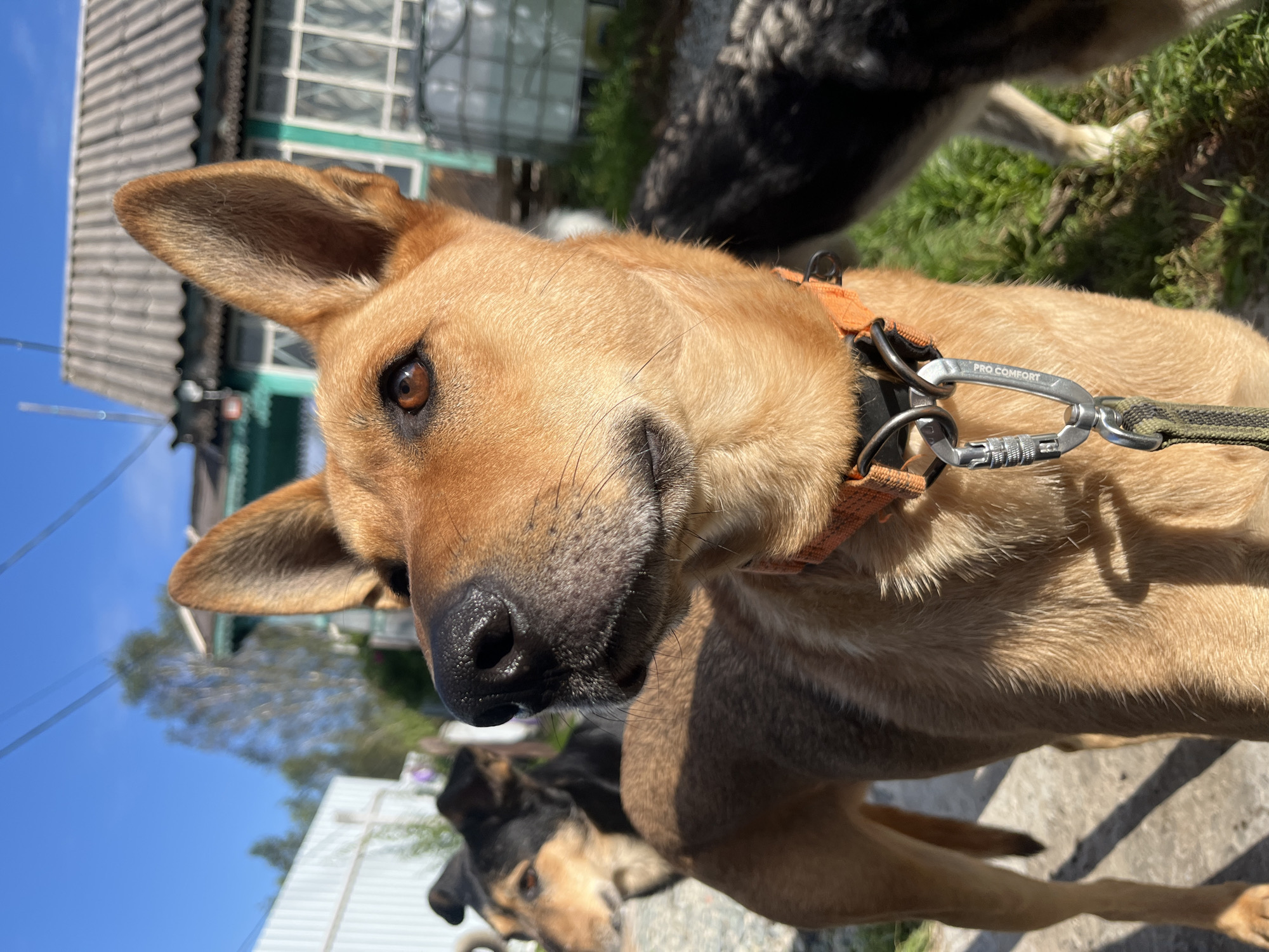 An eye-level medium shot captures a tan dog in the foreground, its head turned to the right, looking slightly upwards. The dog wears an orange collar with a metal carabiner attached to a leash. Behind it, to the left, another dog with black and tan markings is partially visible, also facing away from the camera. Further in the background, a blurry black and grey dog stands on the right. The scene is outdoors, with a clear blue sky above. A weathered, grey-roofed building with white-trimmed windows is situated behind the dogs, and a white fence is visible on the left. The ground appears to be a mixture of dirt and grass. The lighting suggests it is daytime, with shadows cast on the ground. The location is identified as Nizhny Tagil, Russia.