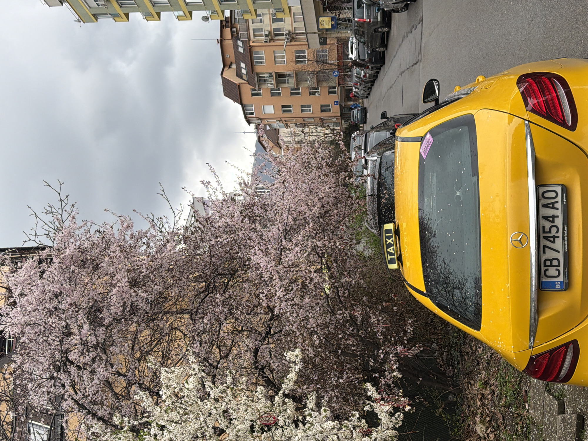 The image shows a street scene in Sofia, Bulgaria on an overcast day. A yellow taxi cab, partially visible, is parked on the right side of the street. The license plate reads "CB 7454 AO." A line of parked cars extends down the street. Buildings, 5-7 stories high, line the left side of the street, ranging in color from yellow to brown. Flowering trees are in full bloom in the foreground, with pink and white blossoms. The pavement is wet.
