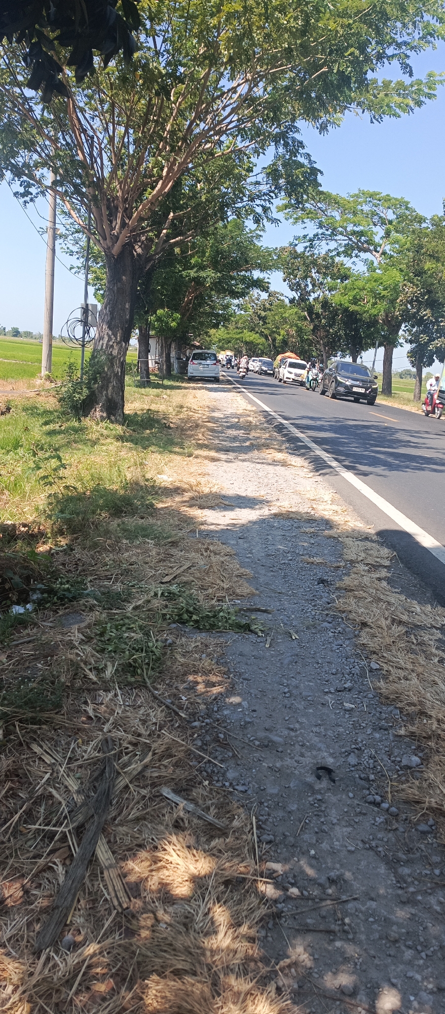 This is a vertical, eye-level, outdoor, full-shot photograph taken on a sunny day in Landangan, Indonesia, depicting a roadside scene. On the left, a tall, mature tree with rough bark and dense foliage casts dappled shadows across a grassy verge. The verge is covered in dry grass, with some scattered green foliage and debris, including a large piece of dark, weathered wood. A utility pole with coiled wires stands near the tree. Beyond the verge, a green rice paddy field is visible under a clear blue sky.
The road, running from left to right across the image, is paved and marked with a white line on the left edge. A line of vehicles is traveling along the road. Visible vehicles include a white van, a white car, a dark-colored SUV, and several motorcycles. Some of the vehicles are stationary or moving slowly, suggesting a traffic queue. On the right side of the road, the verge is composed of gravel and dry grass, also with scattered debris. Further down the road on the right, more trees and vegetation line the roadside. A person on a red motorcycle is visible on the far right. The overall impression is a rural or semi-rural road with moderate traffic on a bright, clear day.