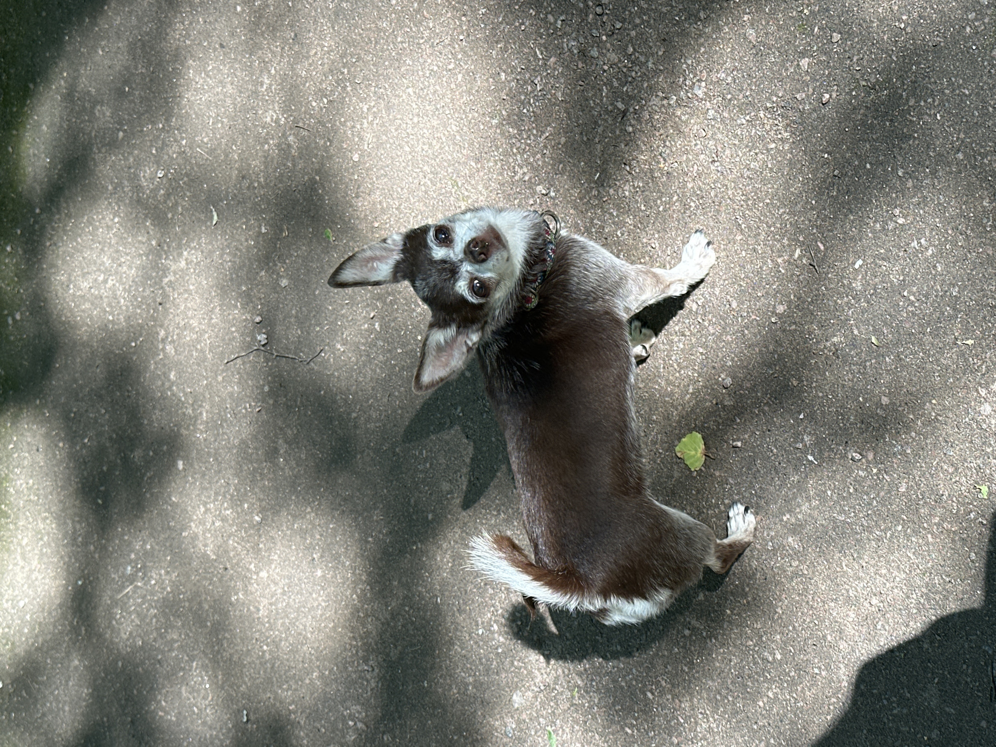 A chihuahua dog stands on a textured surface, possibly a paved pathway, with dappled sunlight filtering through overhead foliage casting shadows. The dog is primarily brown with white markings on its tail and face, and is wearing a patterned collar. Its ears are upright, and it is looking up towards the camera. The ground is a mix of grey and brown, with small pebbles visible. A single green leaf lies on the ground near the dog's hind legs. The scene is outdoors, and the lighting suggests it is daytime. The location is identified as Pelikhovo, Russia.