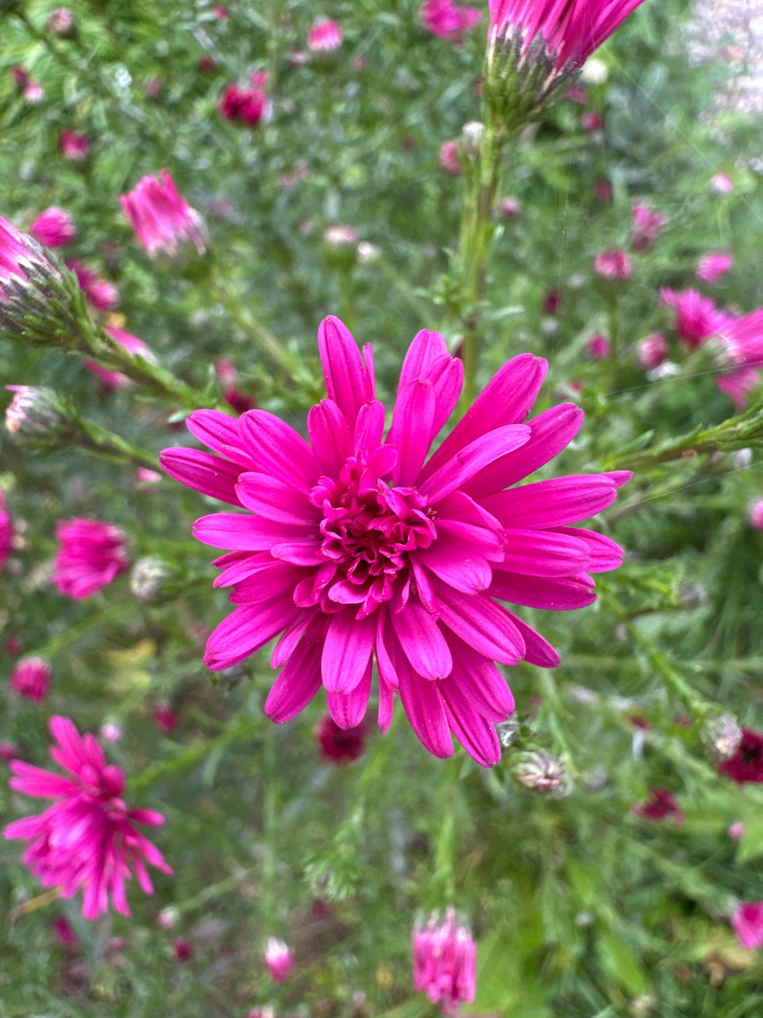 This is a close-up, vertical shot of a vibrant pink aster flower in bloom, set against a soft-focus background of green foliage and other pink asters, some in bud form. The primary flower, a large aster, occupies the center of the frame, with its numerous, narrow petals radiating outwards from a central disk. The petals are a bright, saturated pink with subtle color variations and some appear slightly curled or bent. The stem of this flower is visible at the bottom left, with some green buds or underdeveloped flowers also present. The background is a blurred tapestry of greens and pinks, suggesting a garden or wild growth setting. There are no people or man-made structures visible in the image. The overall impression is one of natural beauty and vibrant color.