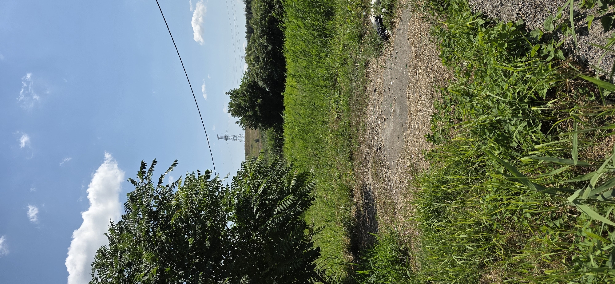 The image depicts a natural landscape under a clear blue sky with scattered white clouds. In the foreground, lush green grass and foliage dominate, with a large tree on the left side of the frame providing shade. A patch of bare, dry earth with some scattered debris is visible in the middle ground. Further in the distance, a dense line of green trees stretches across the horizon. Beyond the trees, a transmission tower stands tall on a gently sloping hill. A power line is strung across the sky, connecting to the tower. The scene appears to be an undeveloped area with some signs of human activity, such as the transmission tower and the debris. The location is identified as being in the city of Inozemtsevo, Russia.