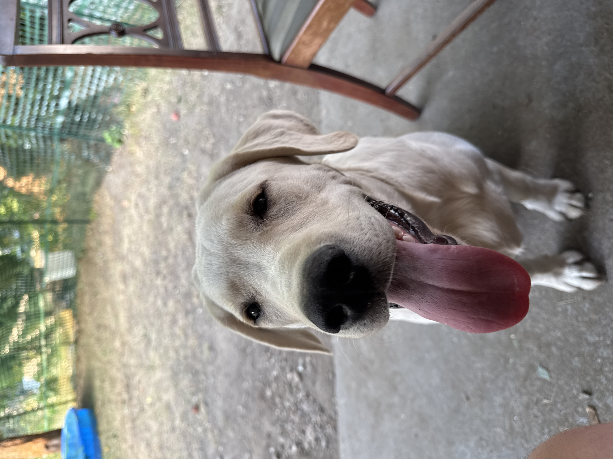 A light-colored Labrador Retriever is pictured in a close-up shot, panting with its tongue hanging out. The dog is sitting on a concrete surface, with a wooden chair visible to its right. In the background, out of focus, there is a blue kiddie pool and trees, suggesting an outdoor setting, possibly a backyard. The image does not provide any information about the city of Revelstoke, Canada.