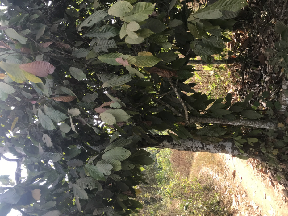 This image captures a cocoa tree located in Ago-Abo, Nigeria, positioned alongside a dry dirt path. The tree, which occupies the right and central portions of the frame, displays abundant foliage consisting of broad leaves in various shades of green, with some exhibiting reddish-brown coloration. Several cocoa pods, differing in color from green to reddish-brown, are visibly attached to the branches. The tree's main trunk, partially seen on the left, has areas of lighter-toned bark. To the immediate left of the tree, a winding, unpaved path composed of light brown soil extends into the background. The surrounding environment beyond the path and to the right is characterized by dense, dry, and untended vegetation, including tall grasses and small trees. Natural sunlight illuminates the scene, creating highlights and shadows among the leaves and on the path. No human figures or artificial structures are present.