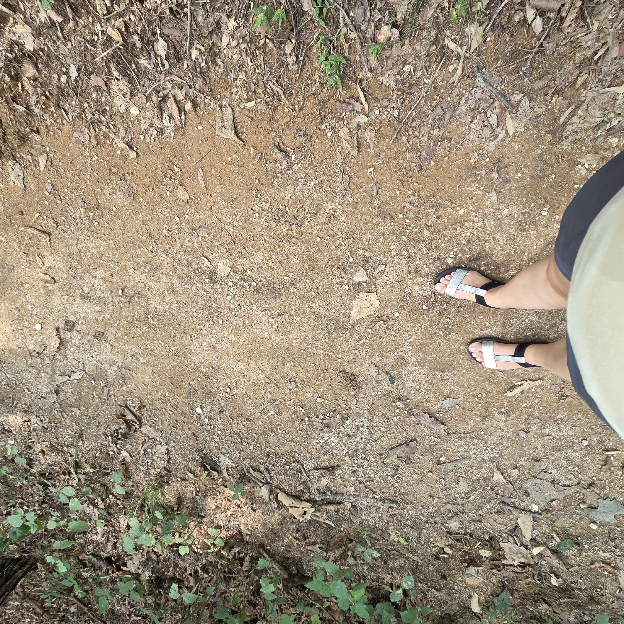 A first-person perspective shot shows a person standing on a dirt path in Gapcheon-myeon, South Korea. The path is composed of sandy soil and scattered leaves, with some small pebbles. To the left of the path, there is dense green foliage growing on the ground and climbing up a tree trunk. To the right, the path borders a rougher area with more leaves, twigs, and some sparse green vegetation. The person is wearing dark shorts and a light-colored shirt, with black and silver strappy sandals on their feet. The lighting suggests it is daytime, with some shadows indicating sunlight filtering through trees.
